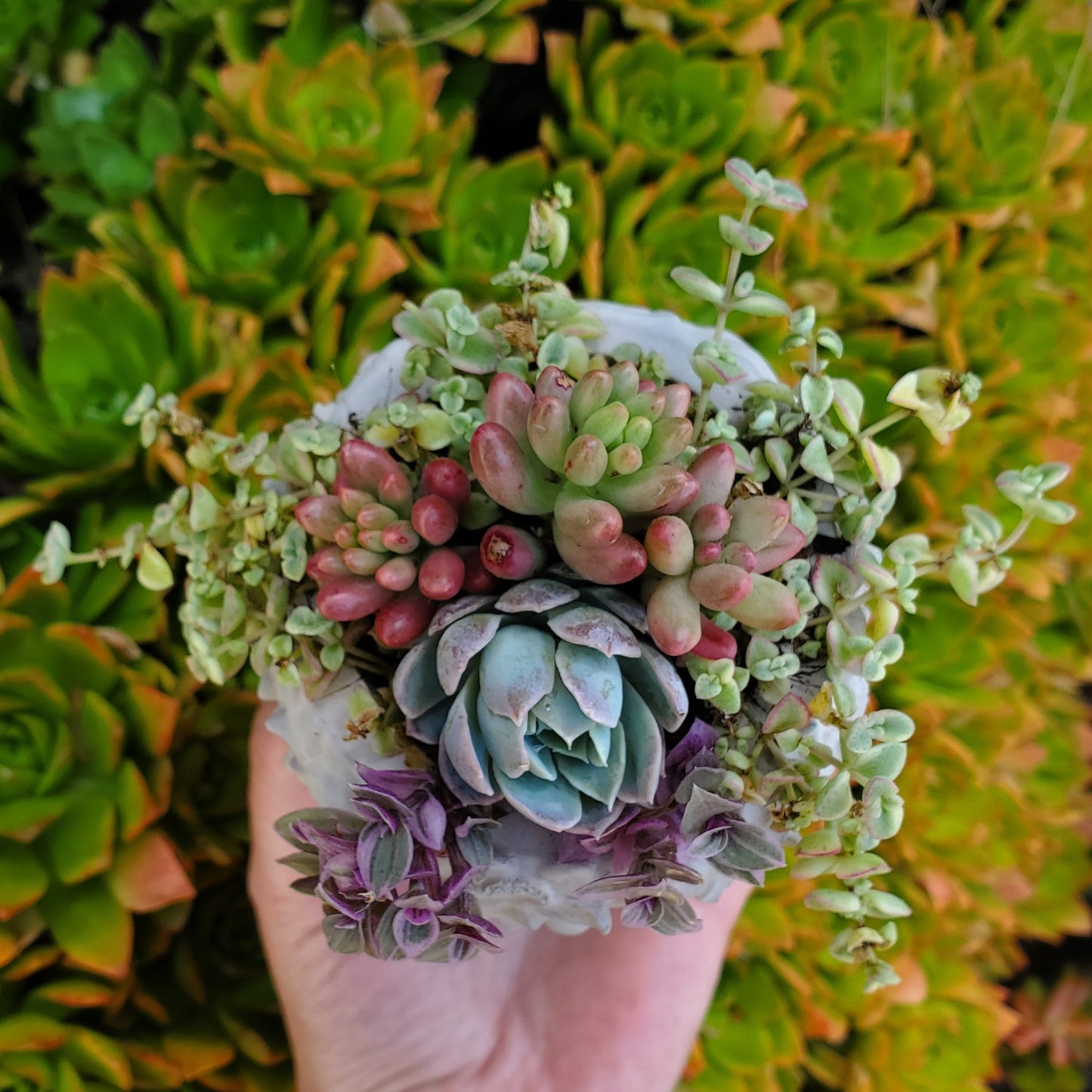 Succulent Goddess Arrangement