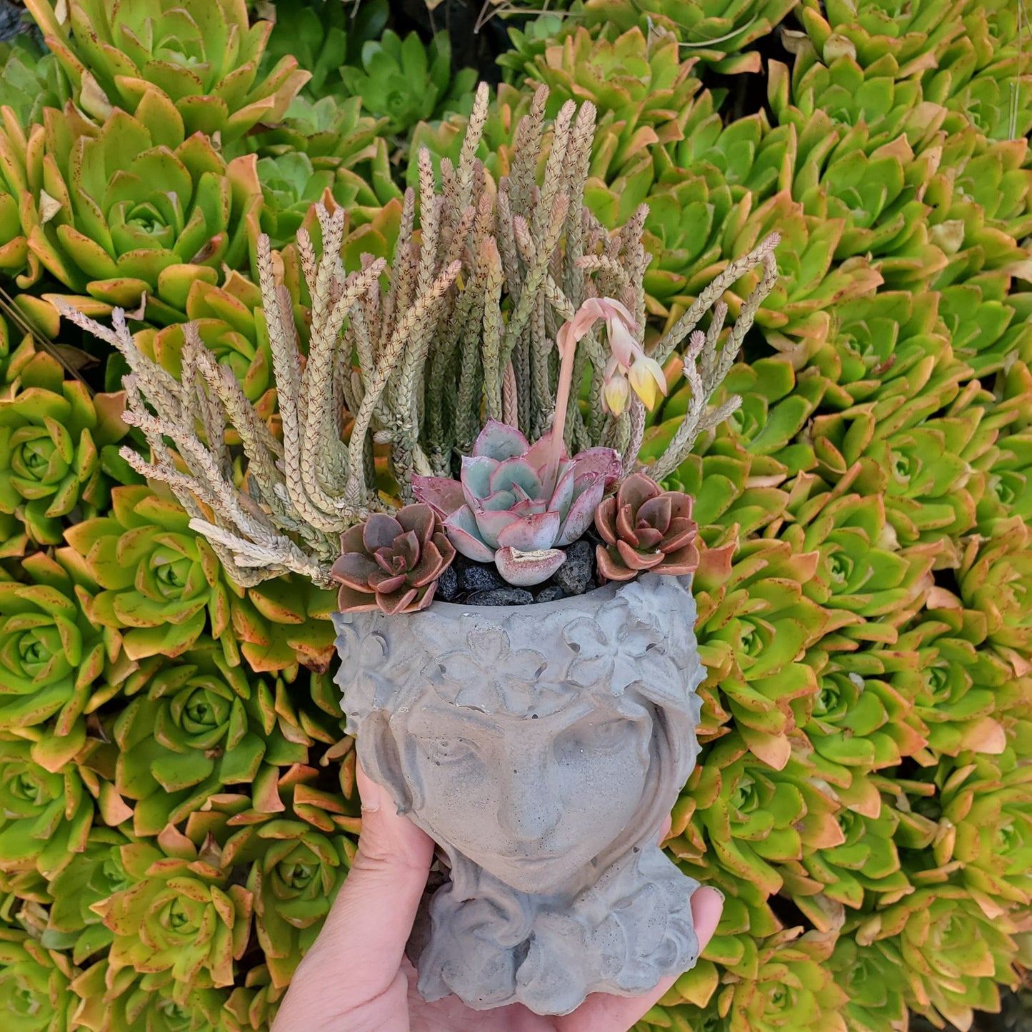 Succulent Goddess Arrangement