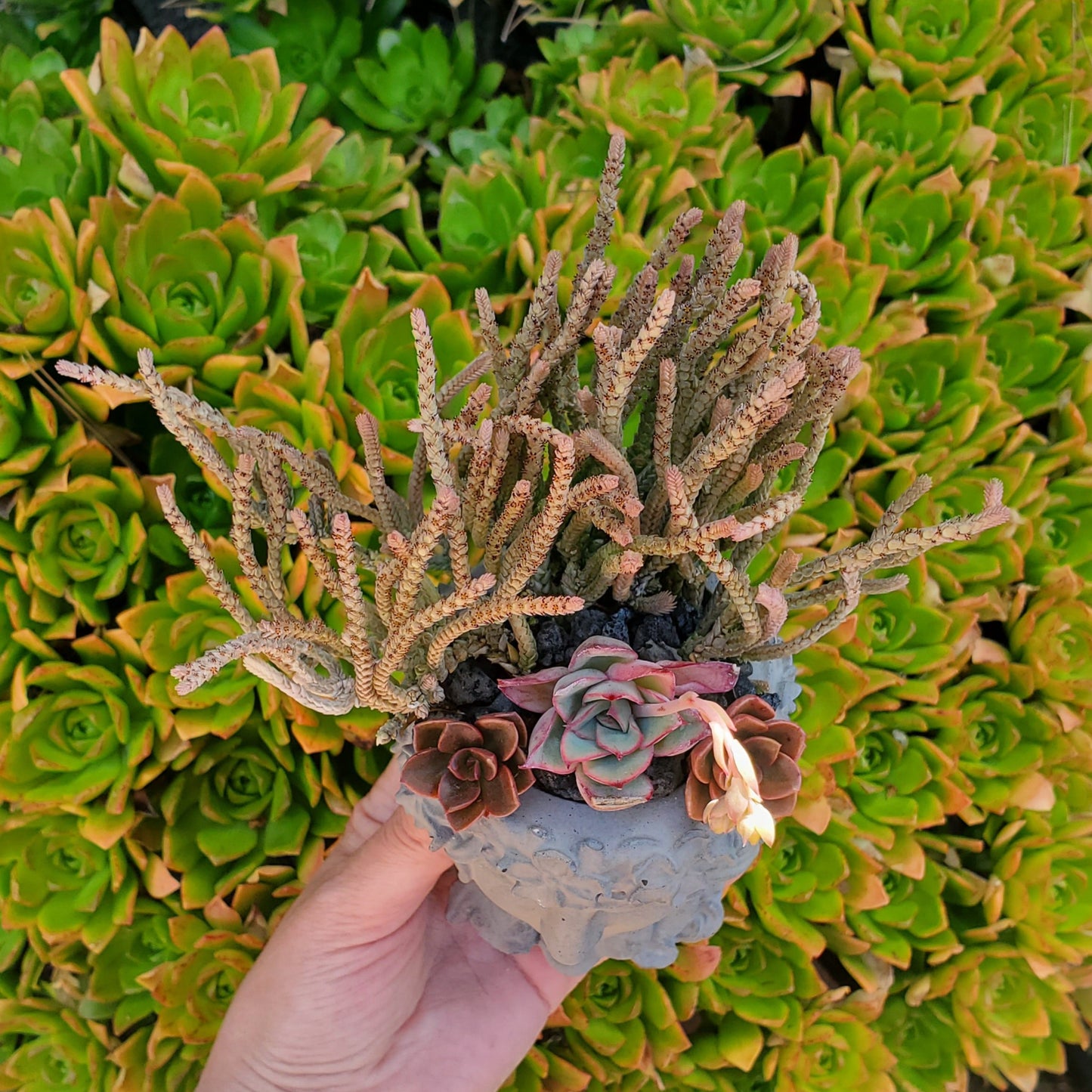 Succulent Goddess Arrangement