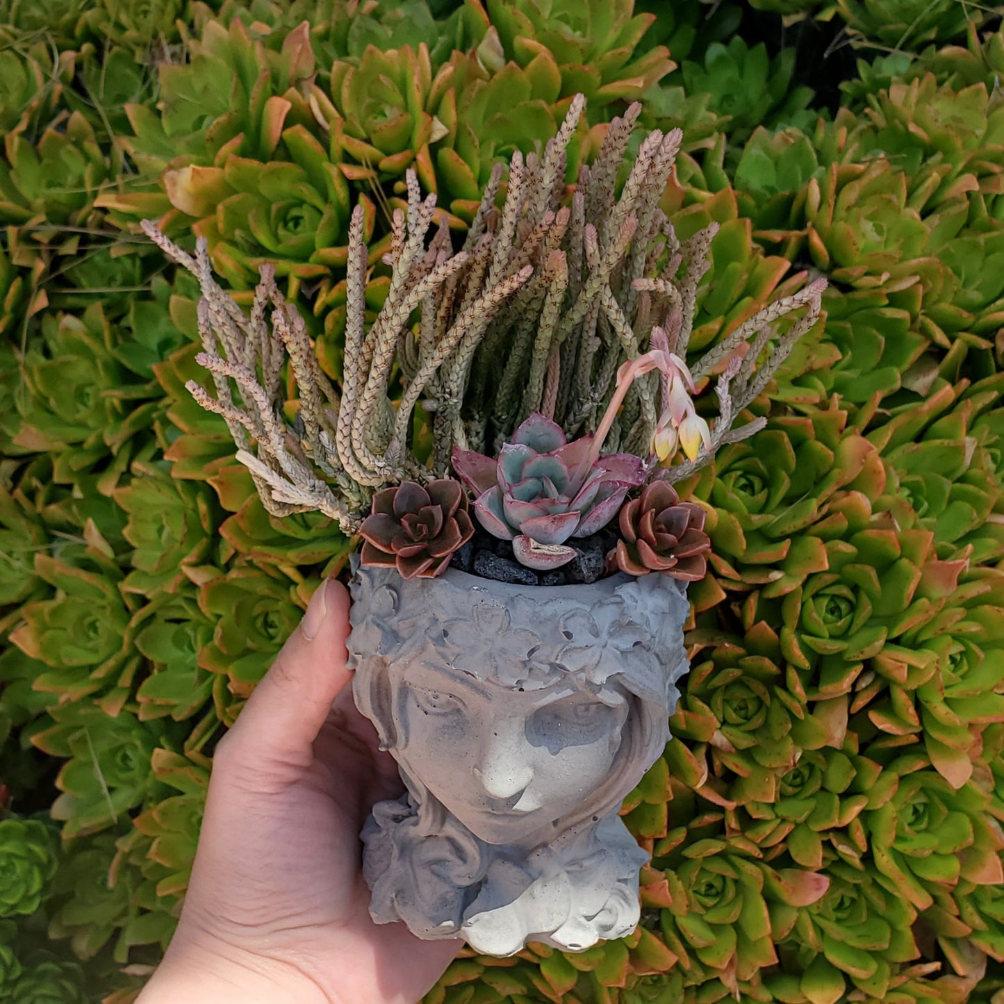 Succulent Goddess Arrangement