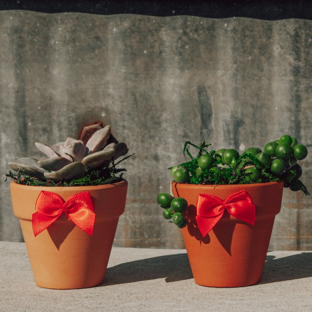 Valentine's Day Succulent Gift Box