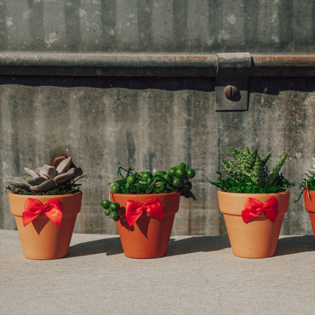 Valentine's Day Succulent Gift Box