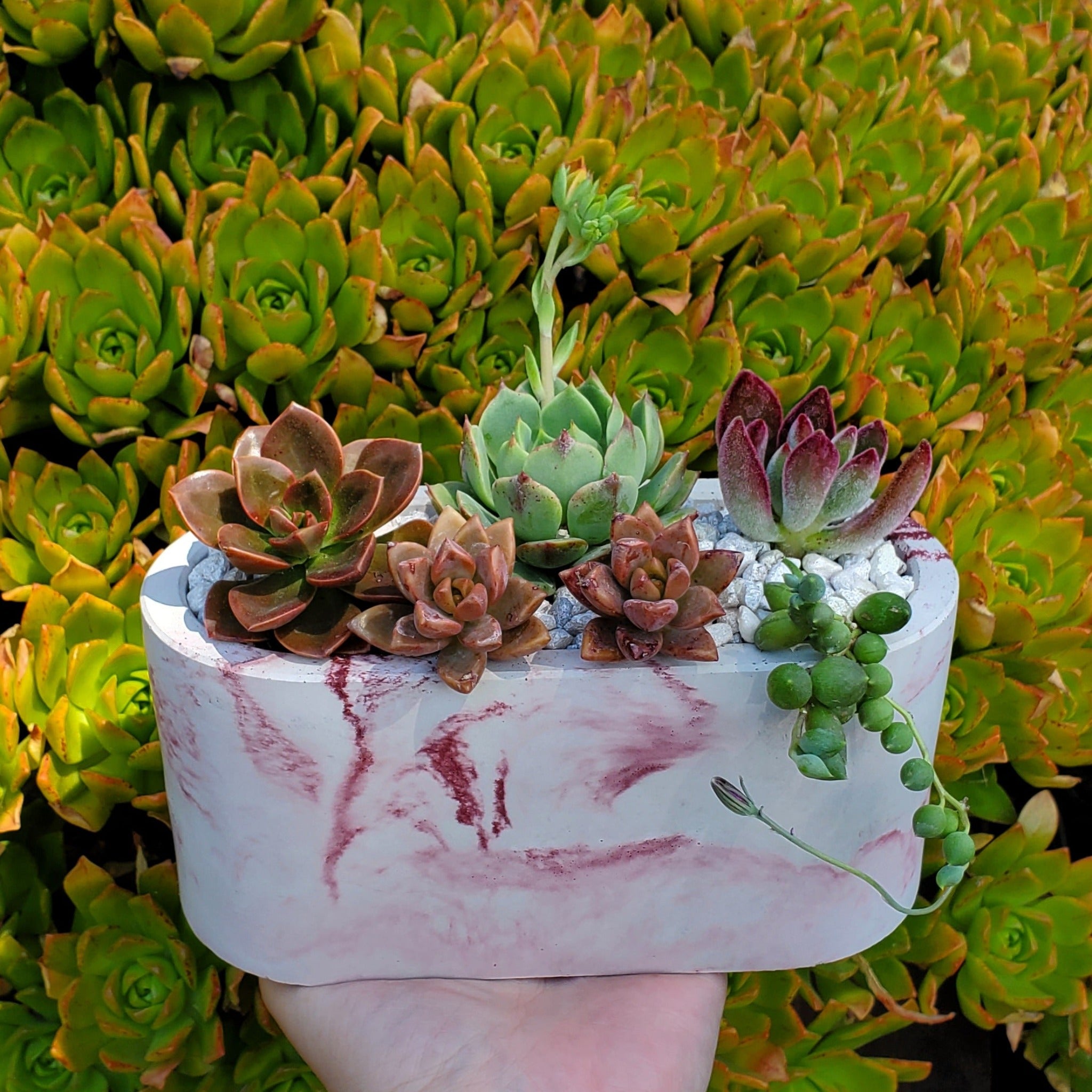 marble succulent planter Large Cement Marble Planter Arrangement
