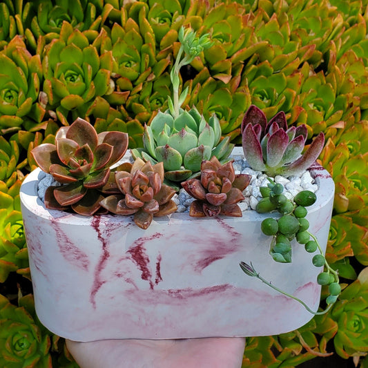 Large Cement Marble Planter Arrangement