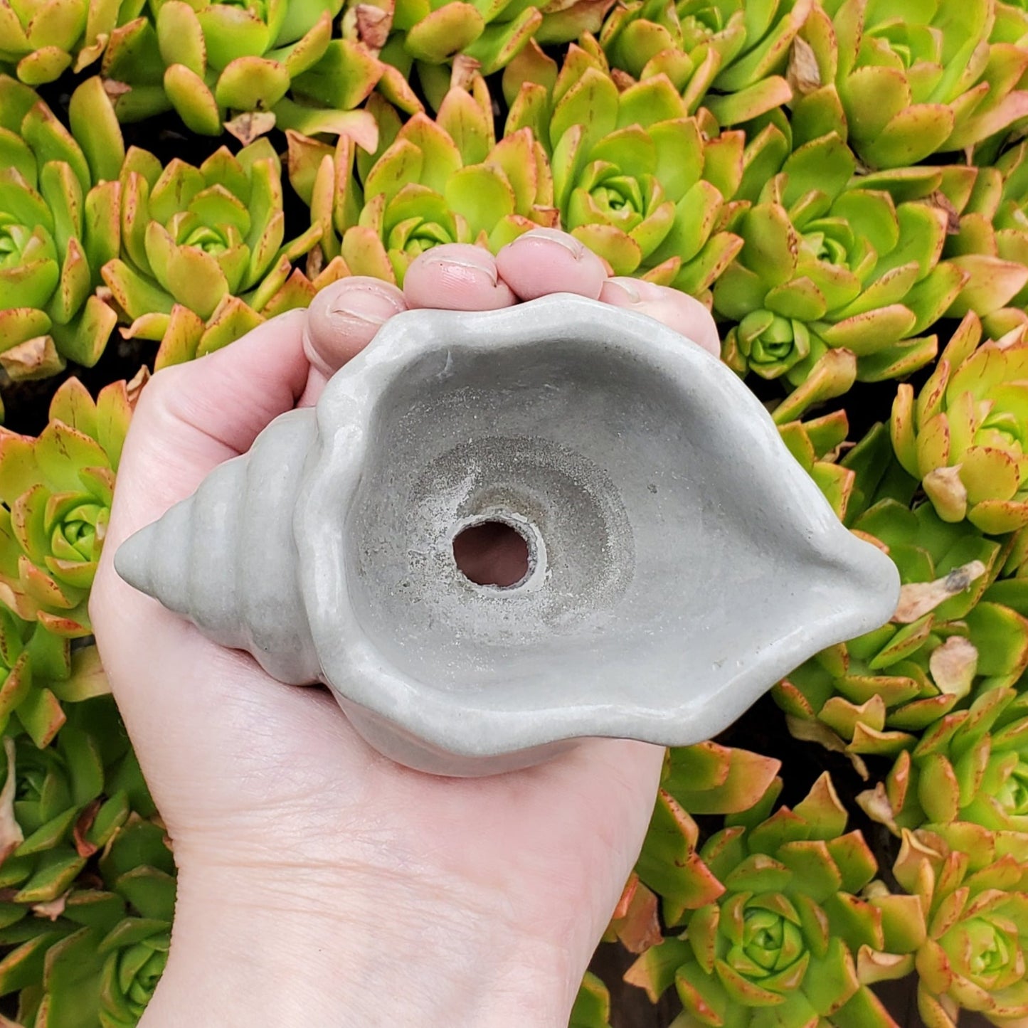 Seashell Cement Planter