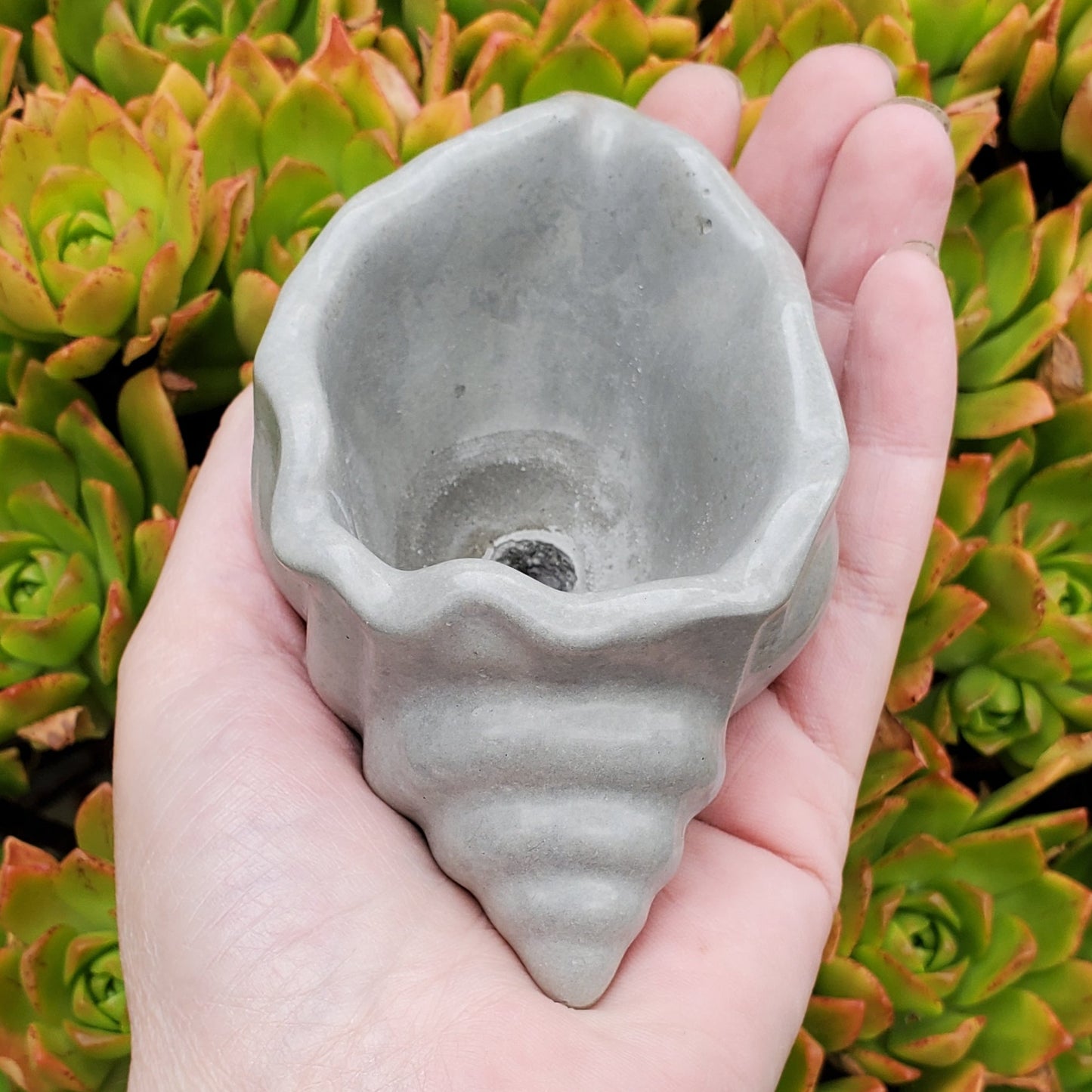 Seashell Cement Planter