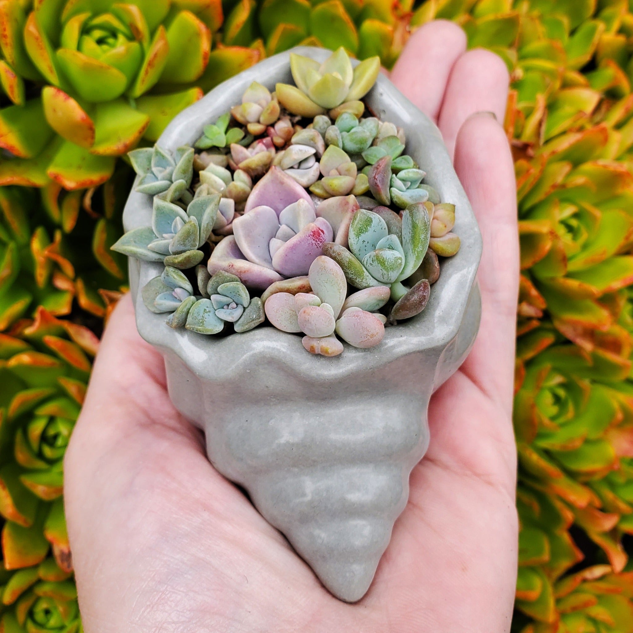 succulents in cement pots Seashell Cement Planter Succulent Arrangement