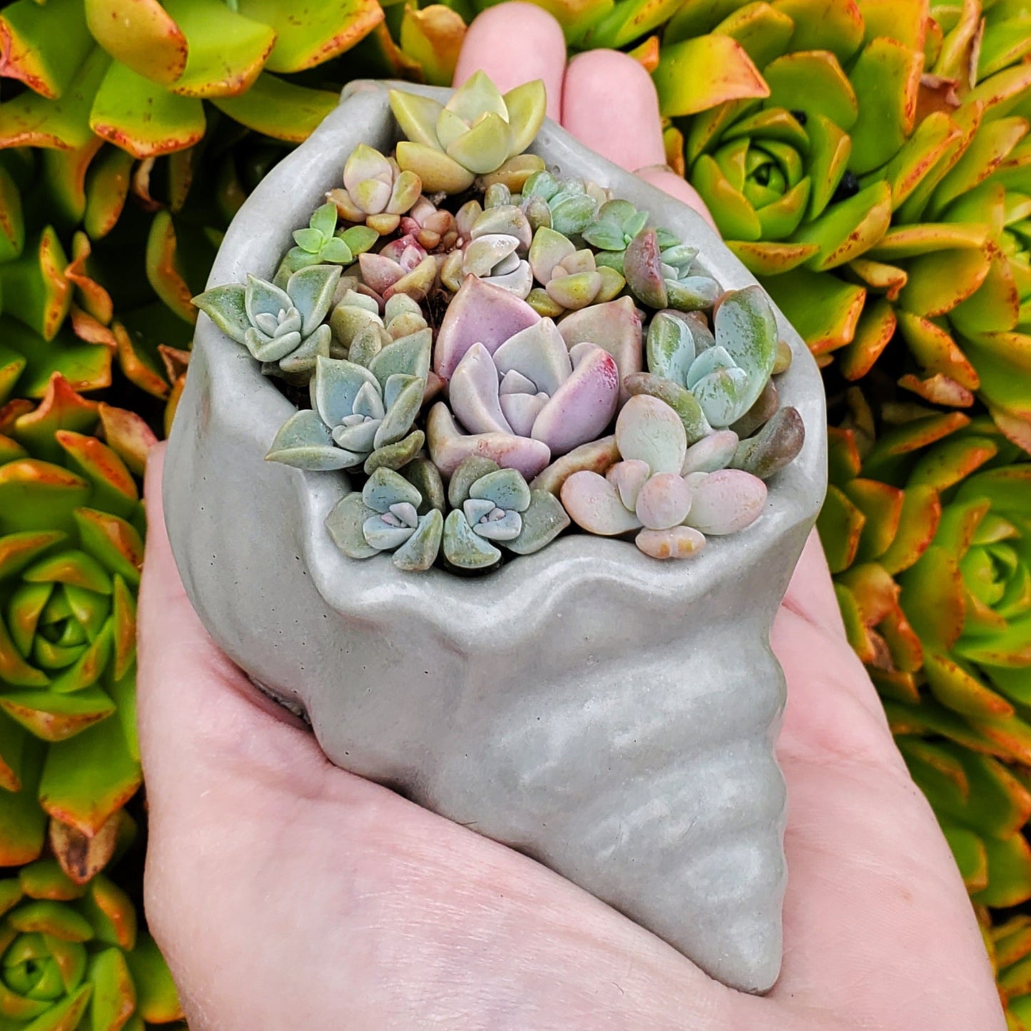 Seashell Cement Planter Succulent Arrangement