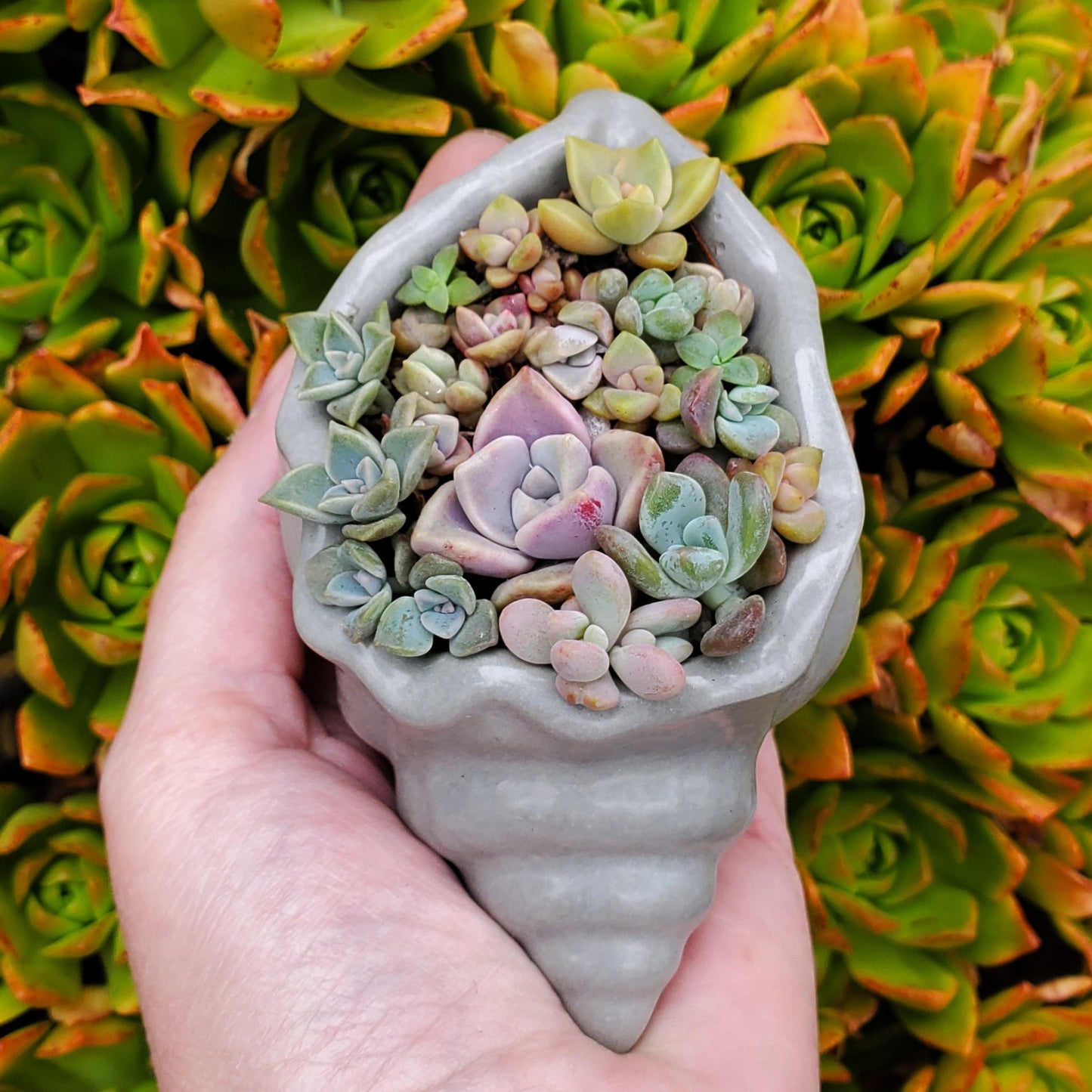 Seashell Cement Planter Succulent Arrangement