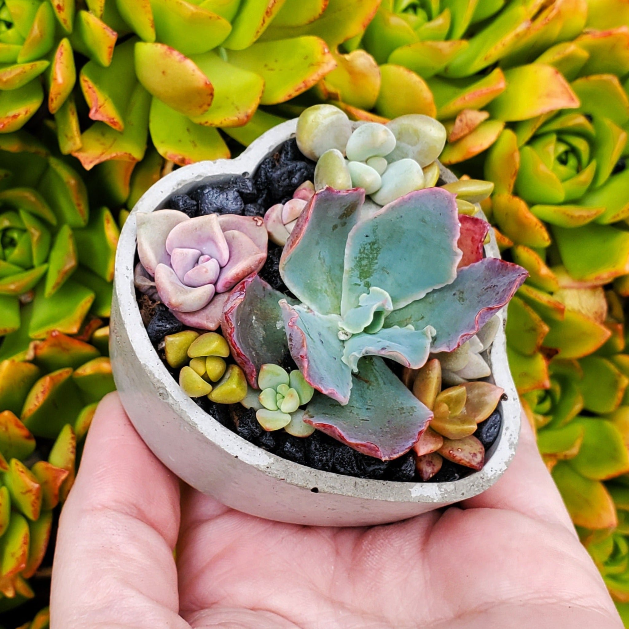 succulent heart planter Mini Heart Cement Planter Succulent Arrangement