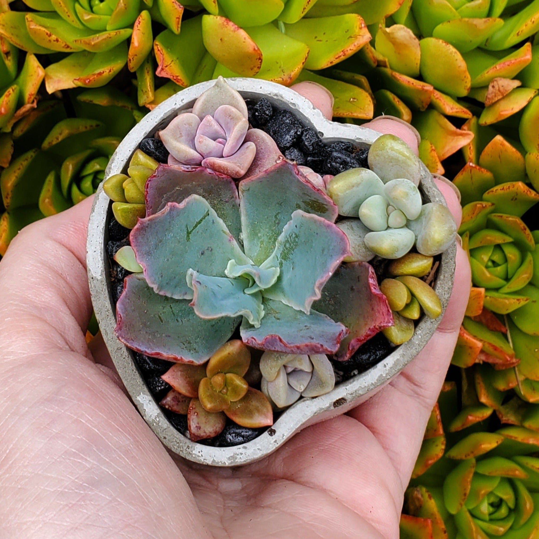 tiny heart succulent plant Mini Heart Cement Planter Succulent Arrangement