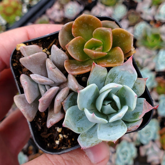 Echeveria Mix (Blue, Red & Purple)