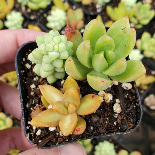 Sedum Mix (Orange & Green)