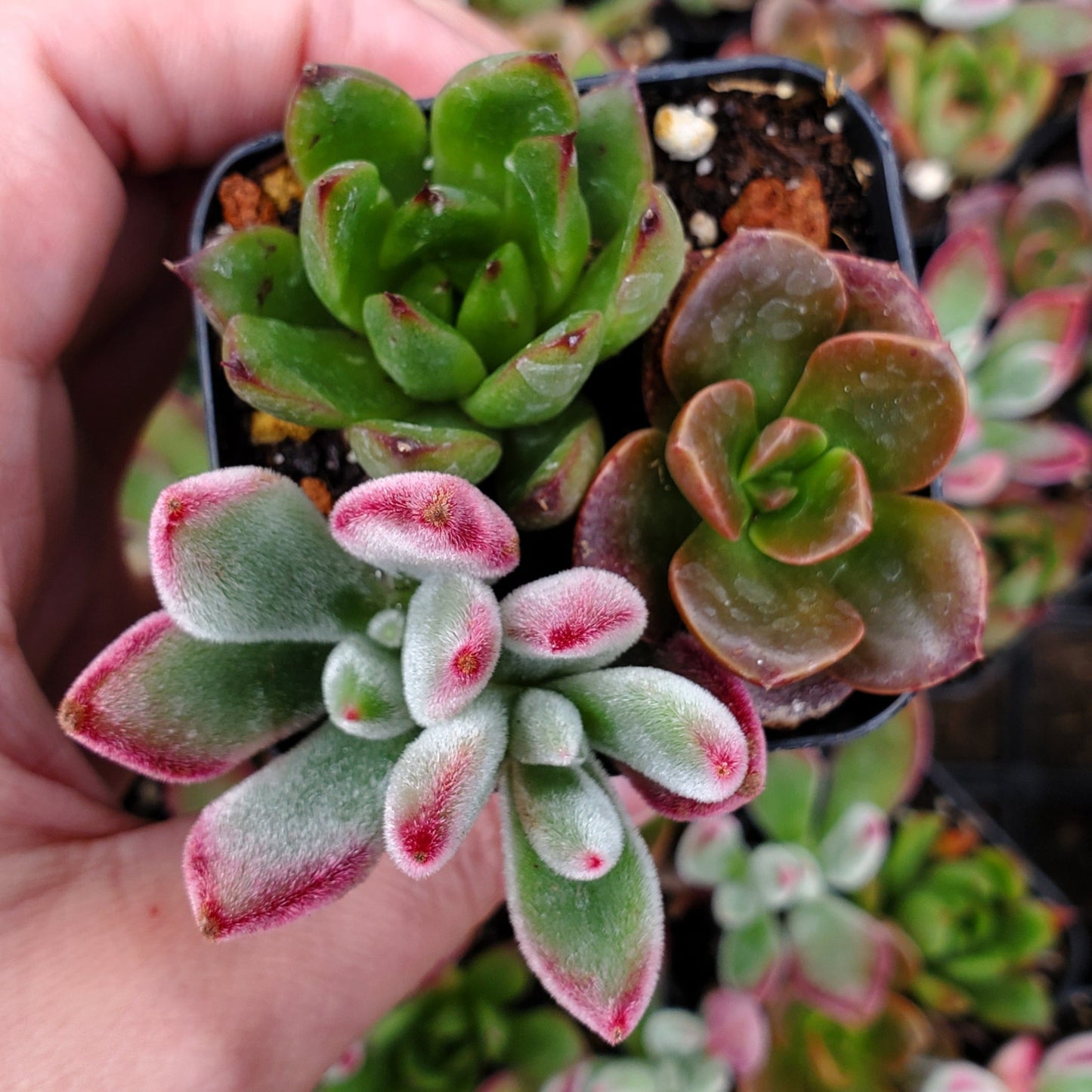 Echeveria Mix (Red & Green)