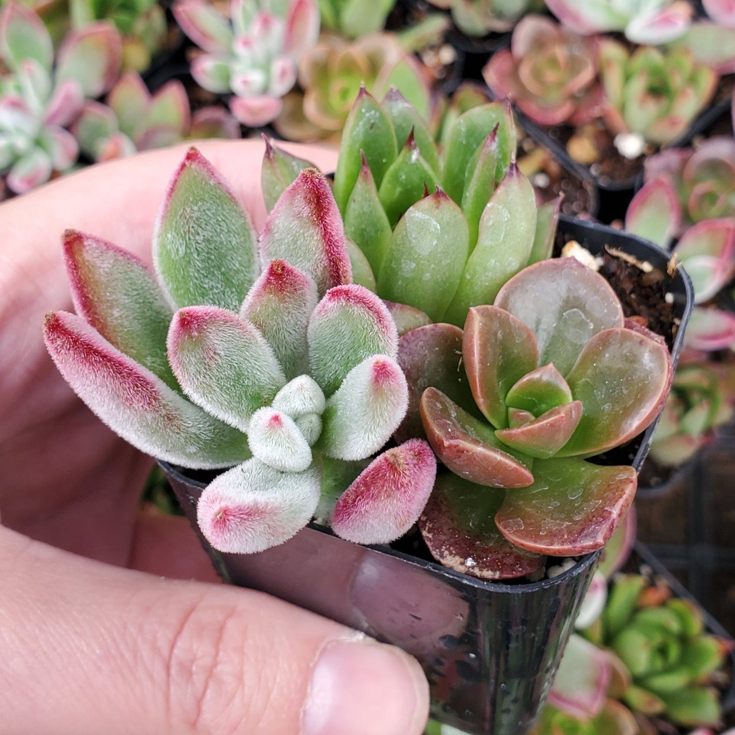 Echeveria Mix (Red & Green)