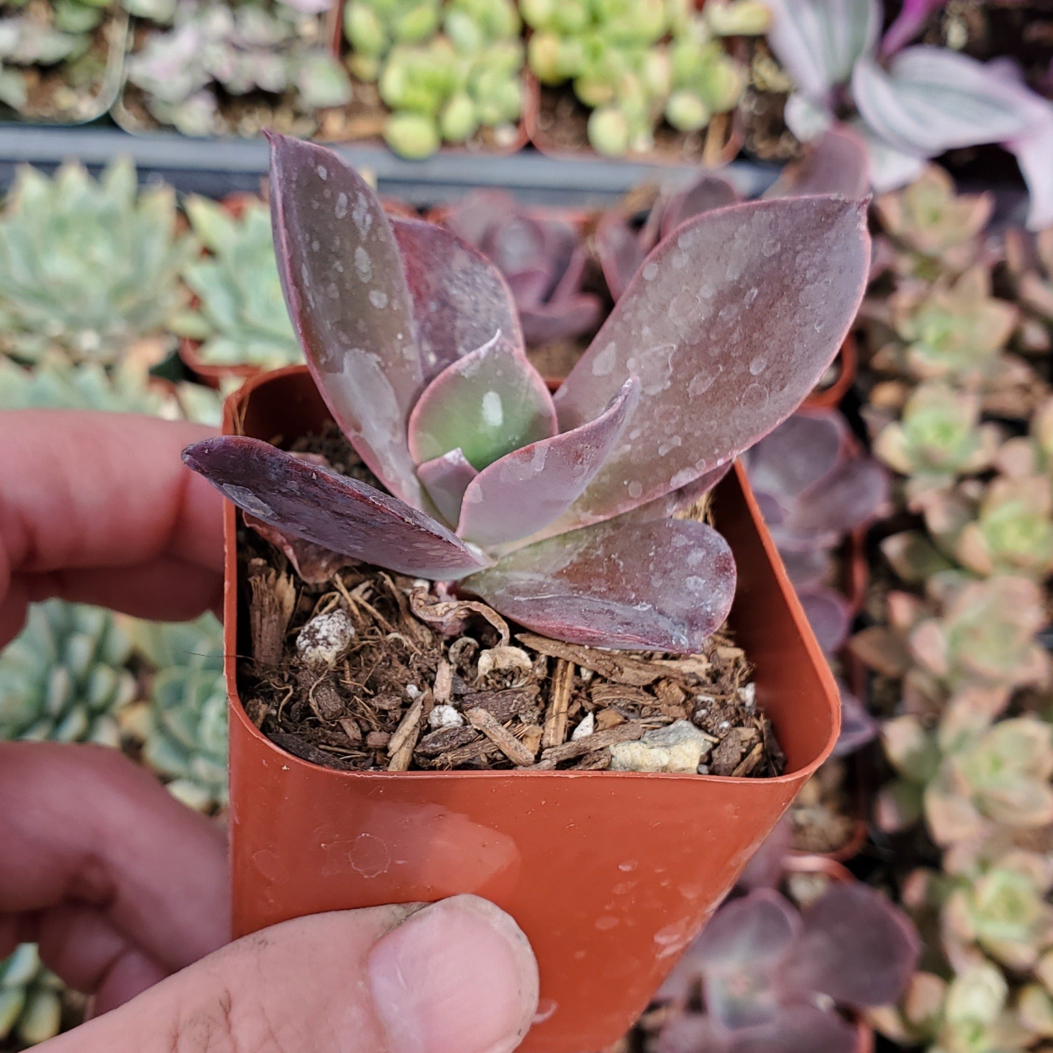 mahogany rose succulent Echeveria 'Mahogany Rose'
