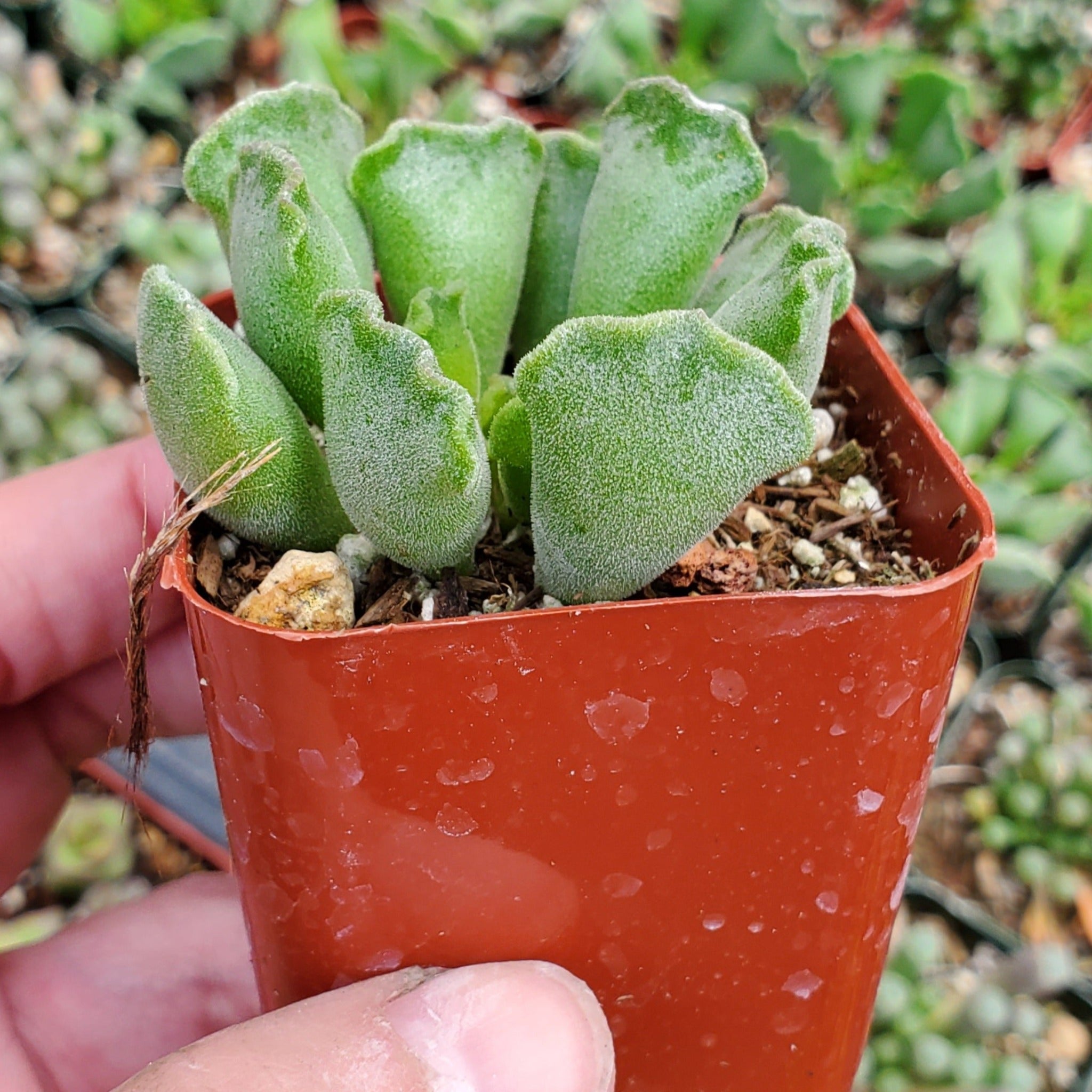 crinkle leaf succulent Adromischus cristatus 'Crinkle-Leaf Plant'