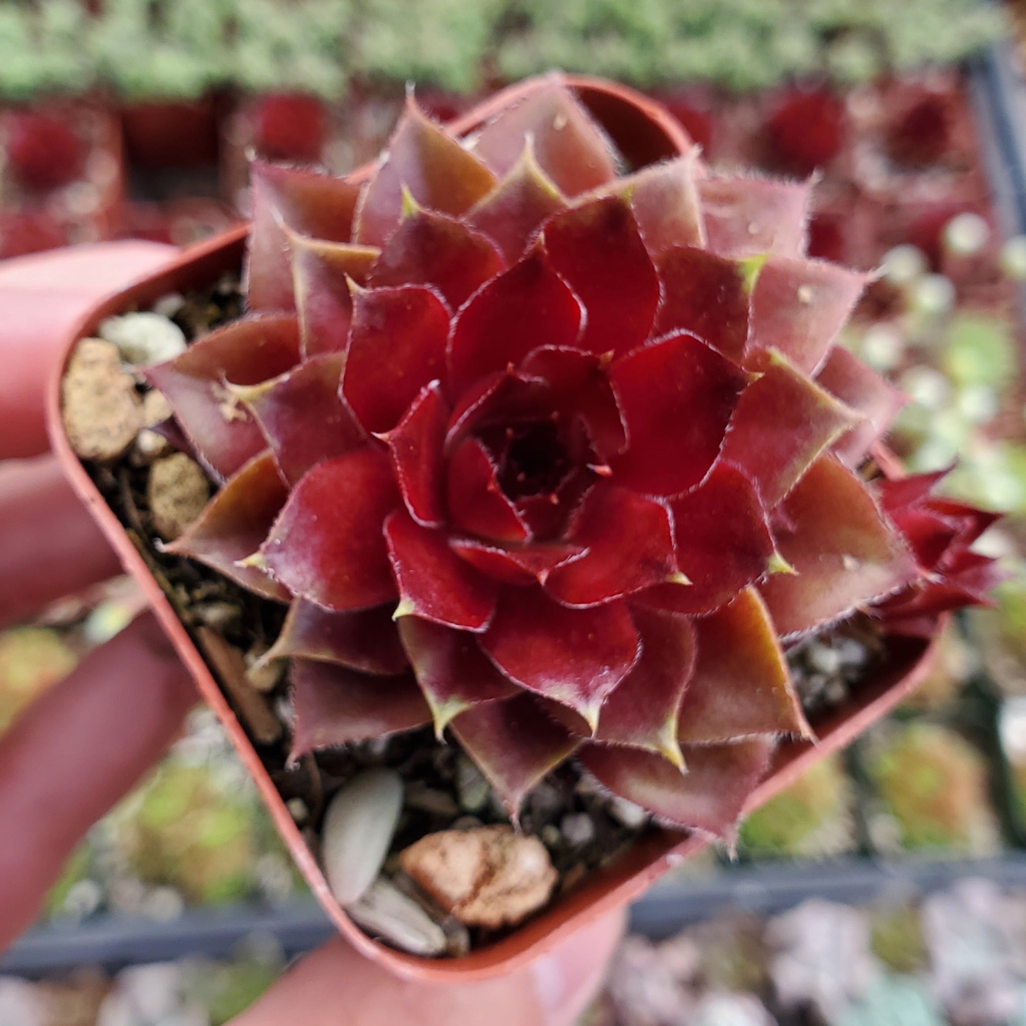 succulent fire Sempervivum 'Jungle Fire'