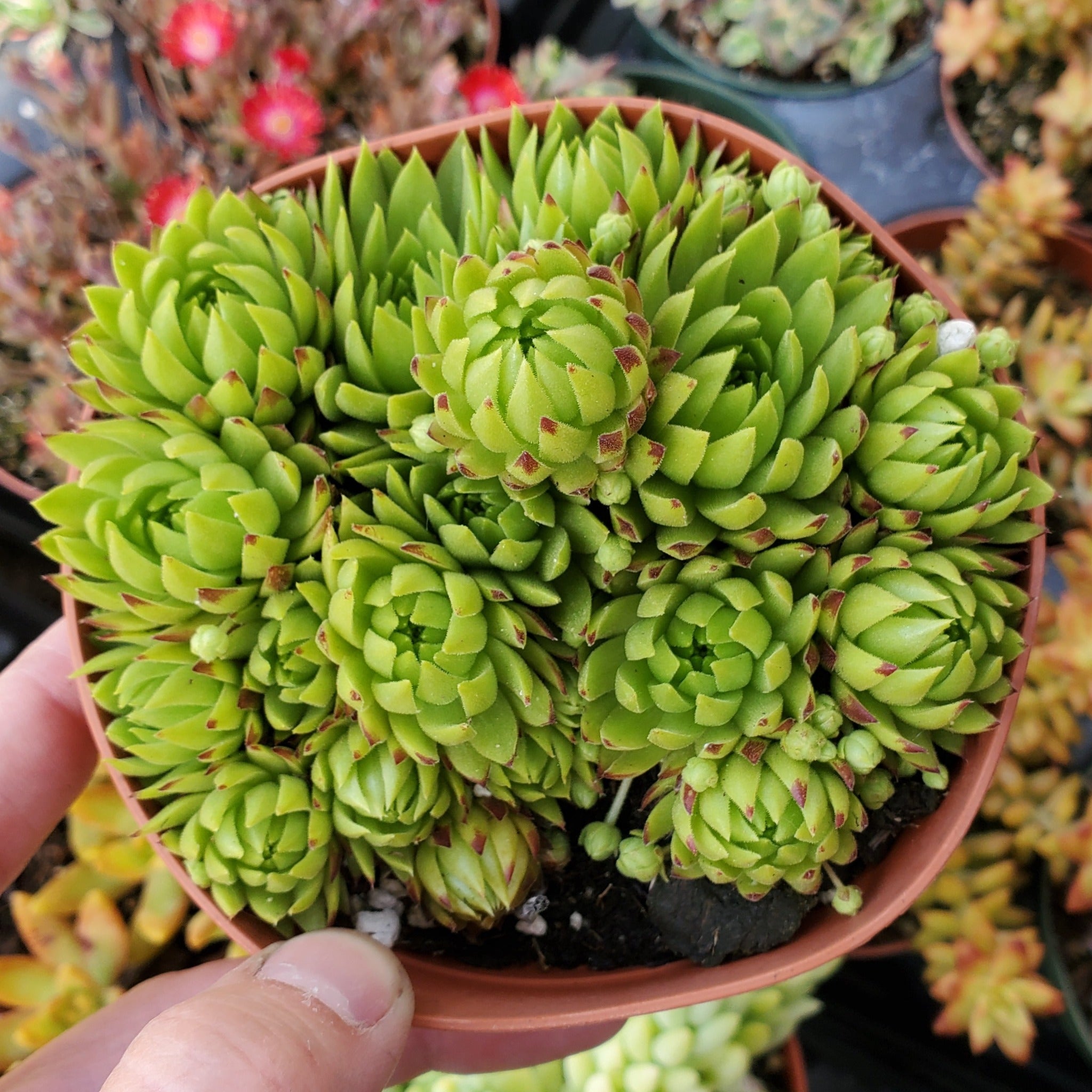 Sempervivum globiferum ssp. hirtum 'Borealis' | Rooted in Paradise ...