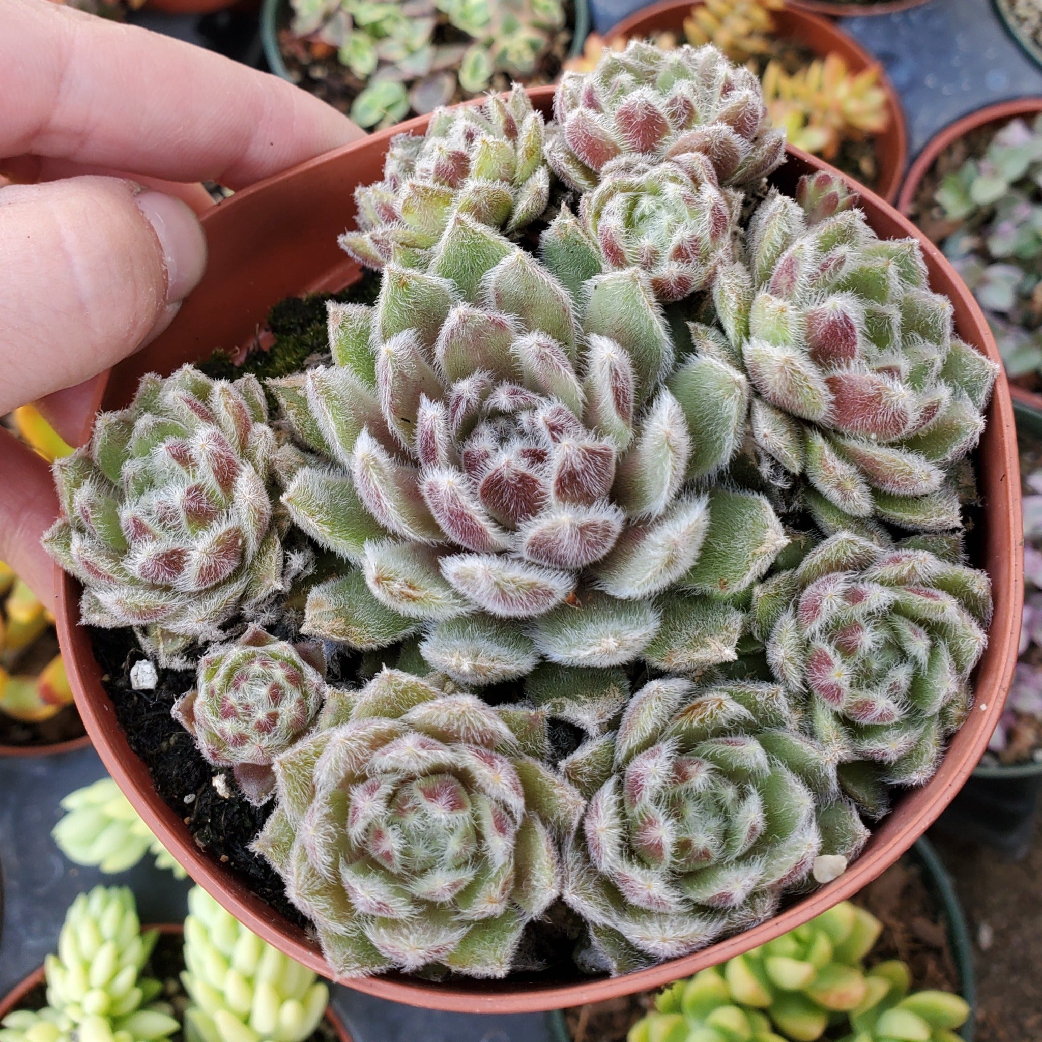 soft fuzzy succulent Sempervivum 'Plum Fuzzy'