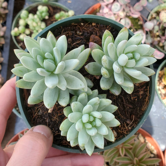Sedeveria 'Blue Burrito'