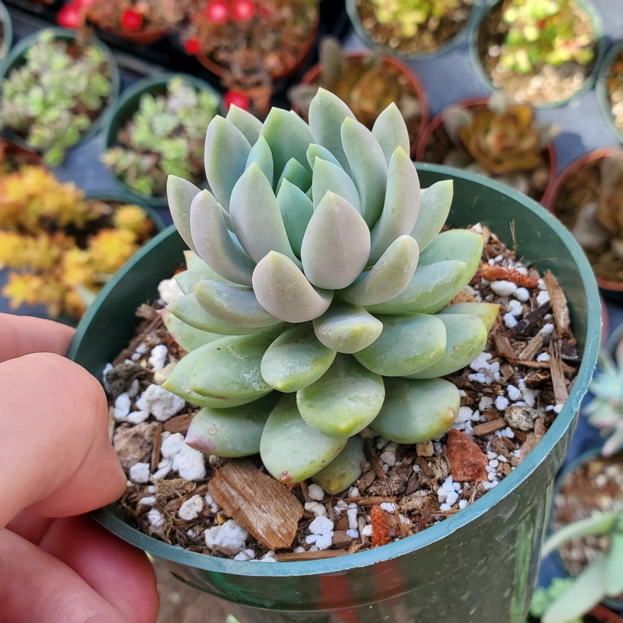 lilac mist succulent Sedeveria 'Lilac Mist' PP29643