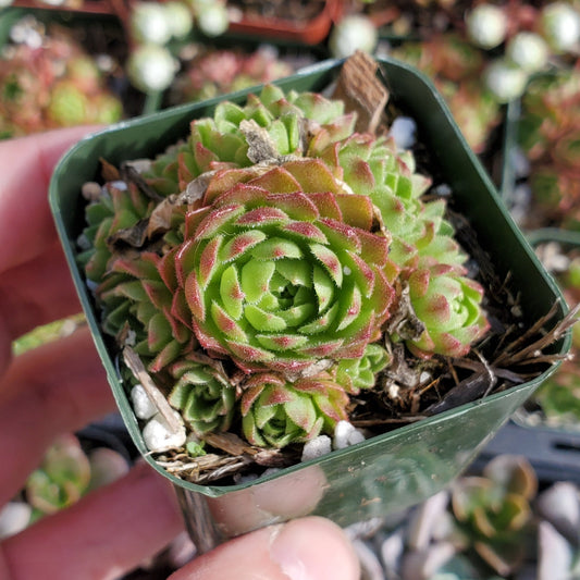 Sempervivum 'Cornelia'