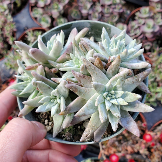 Dudleya White Greenii Cluster
