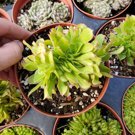 Aeonium 'Firecracker' Crest