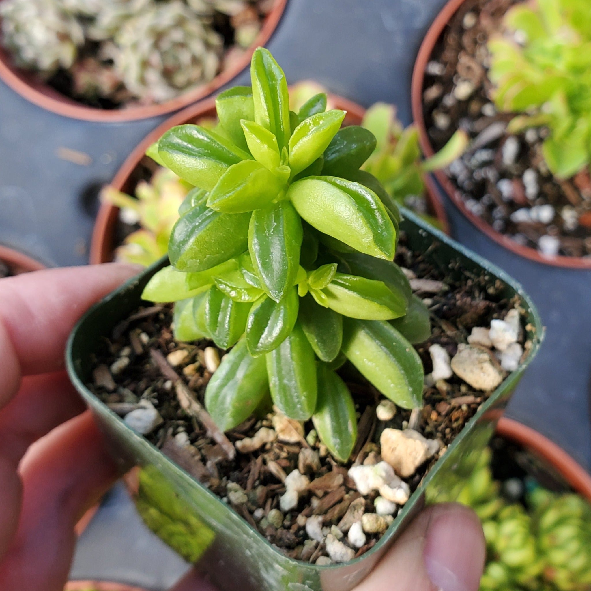 peperomia succulent plant Peperomia axillaris