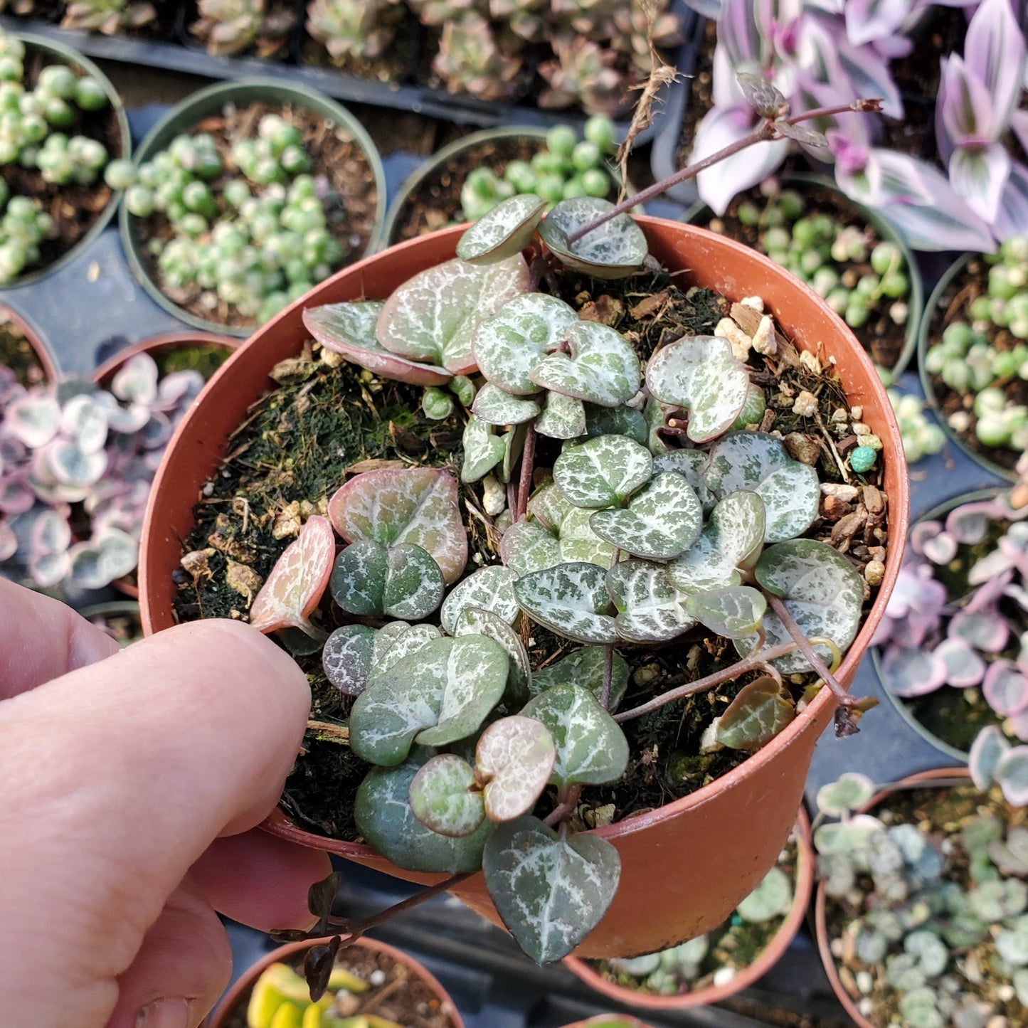 Ceropegia woodii 'String of Hearts'