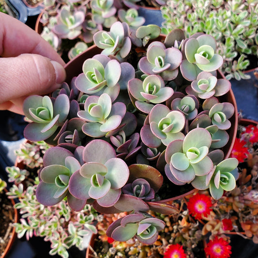 Sedum Sunsparkler® 'Blue Elf'