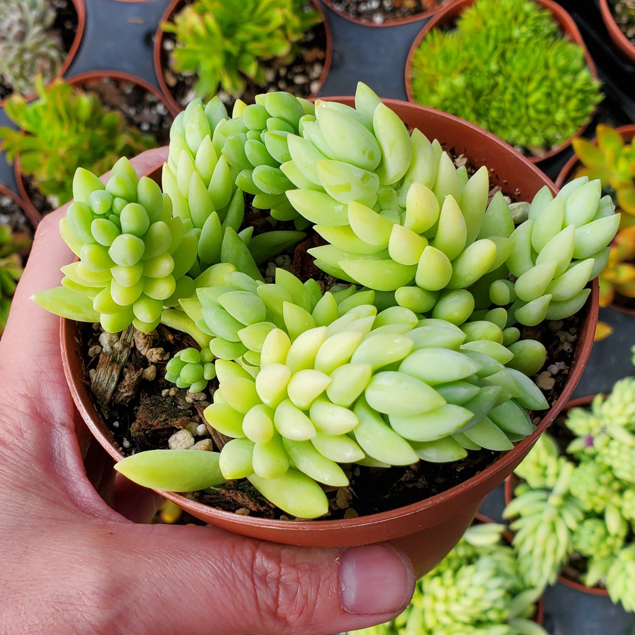 Sedum Morganianum Burro s Tail Donkey s Tail Rooted In Paradise sedum-morganianum-burro-s-tail-donkey-s-tail-rooted-in-paradise