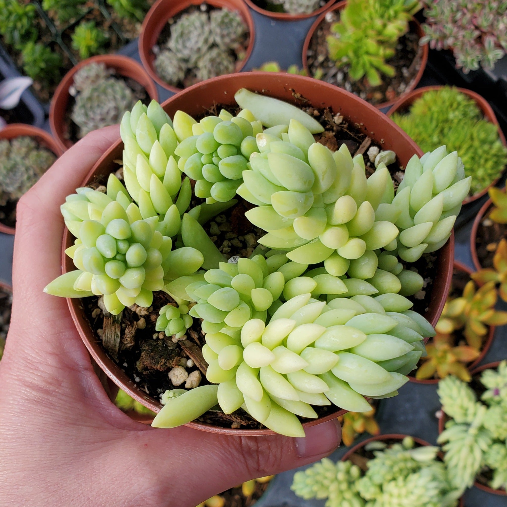 donkey's tail succulents Sedum morganianum 'Burro's Tail' 'Donkey's Tail'