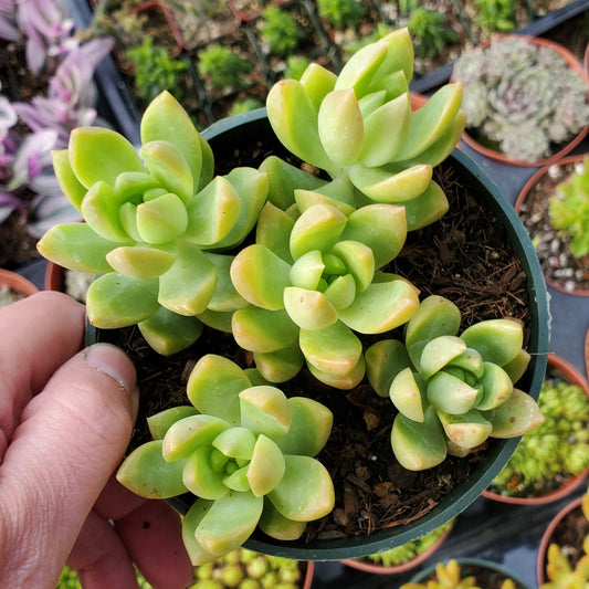 Sedum adolphi 'Golden Glow'