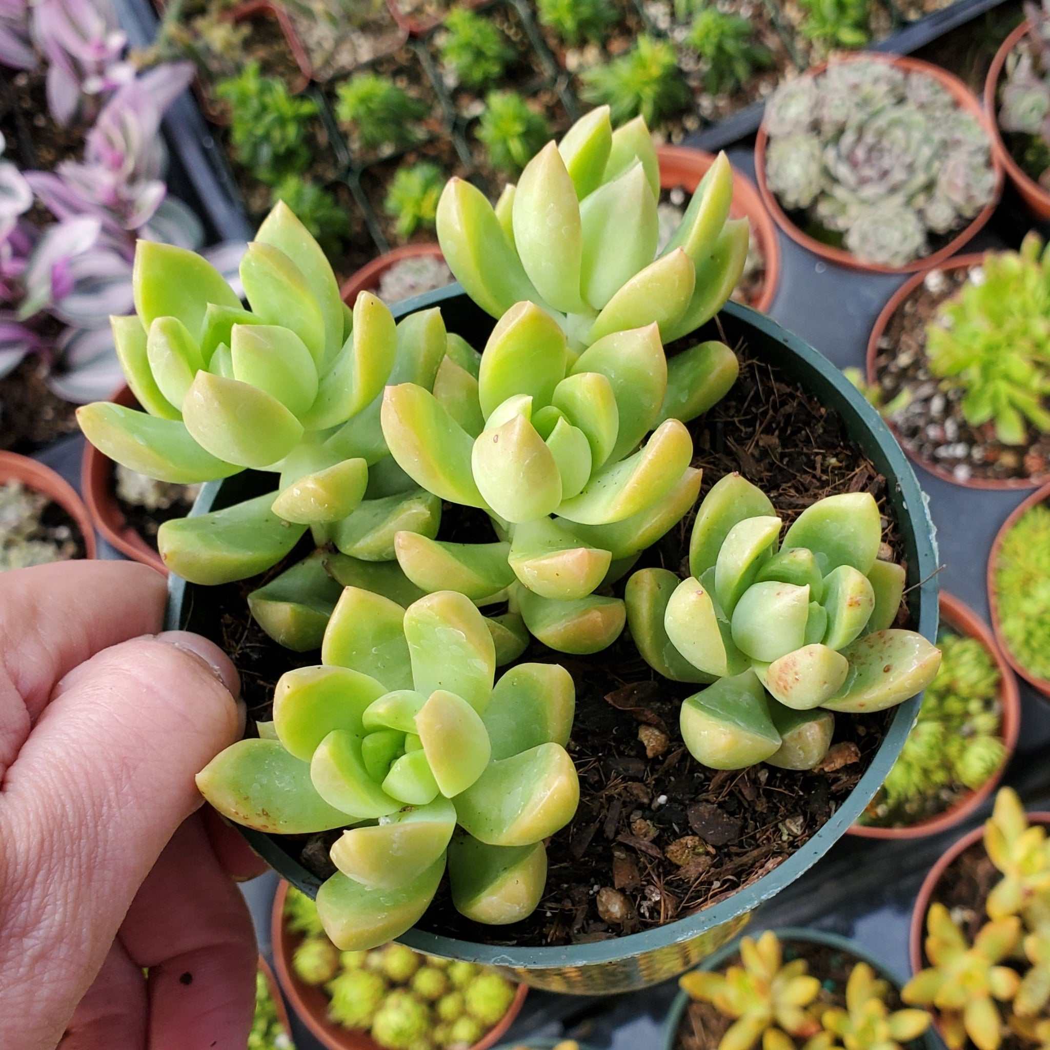 Sedum adolphi 'Golden Glow' | Rooted in Paradise Succulent Studio – Rooted in Paradise Succulent Studio