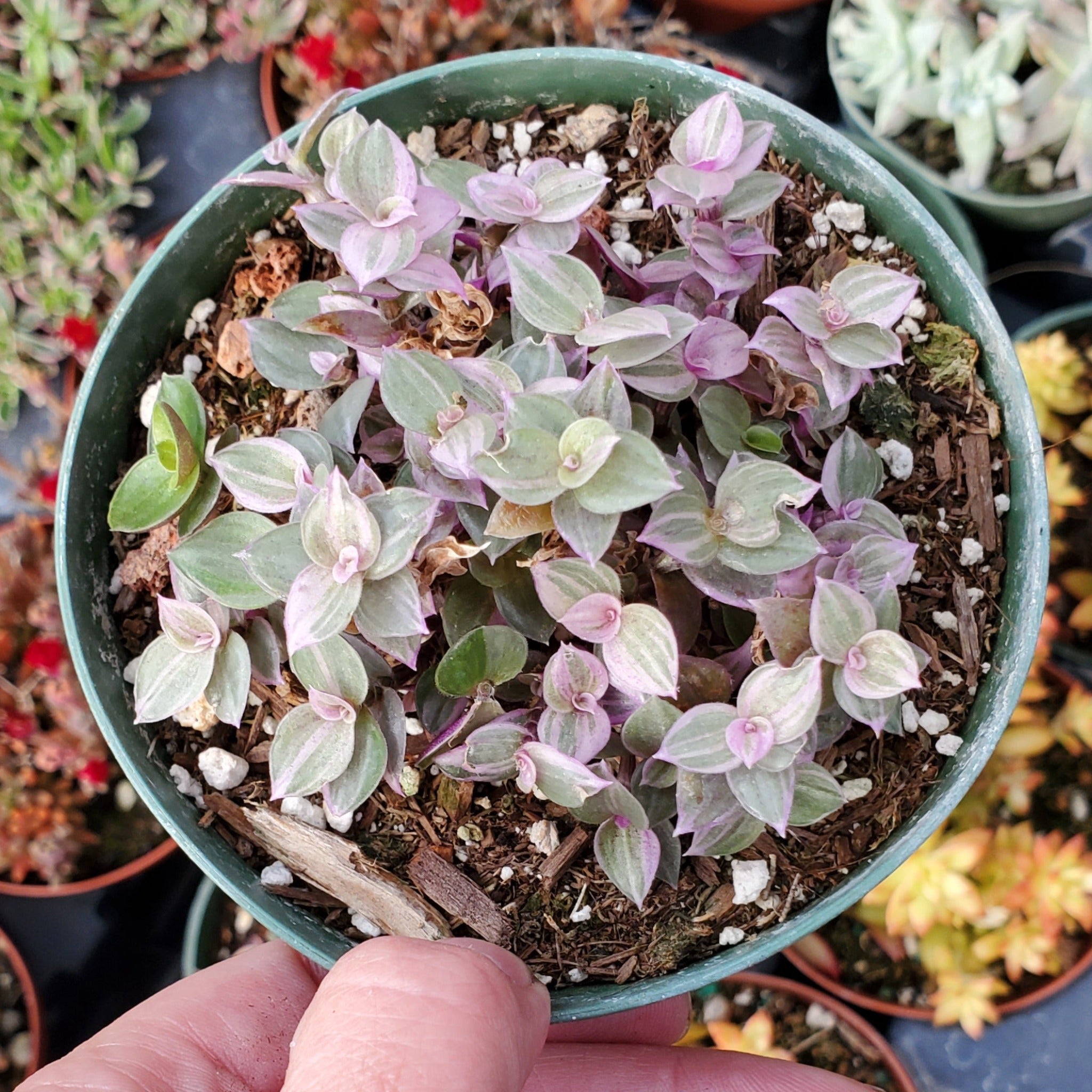 callisia repens pink lady succulent Callisia repens 'Pink Lady'