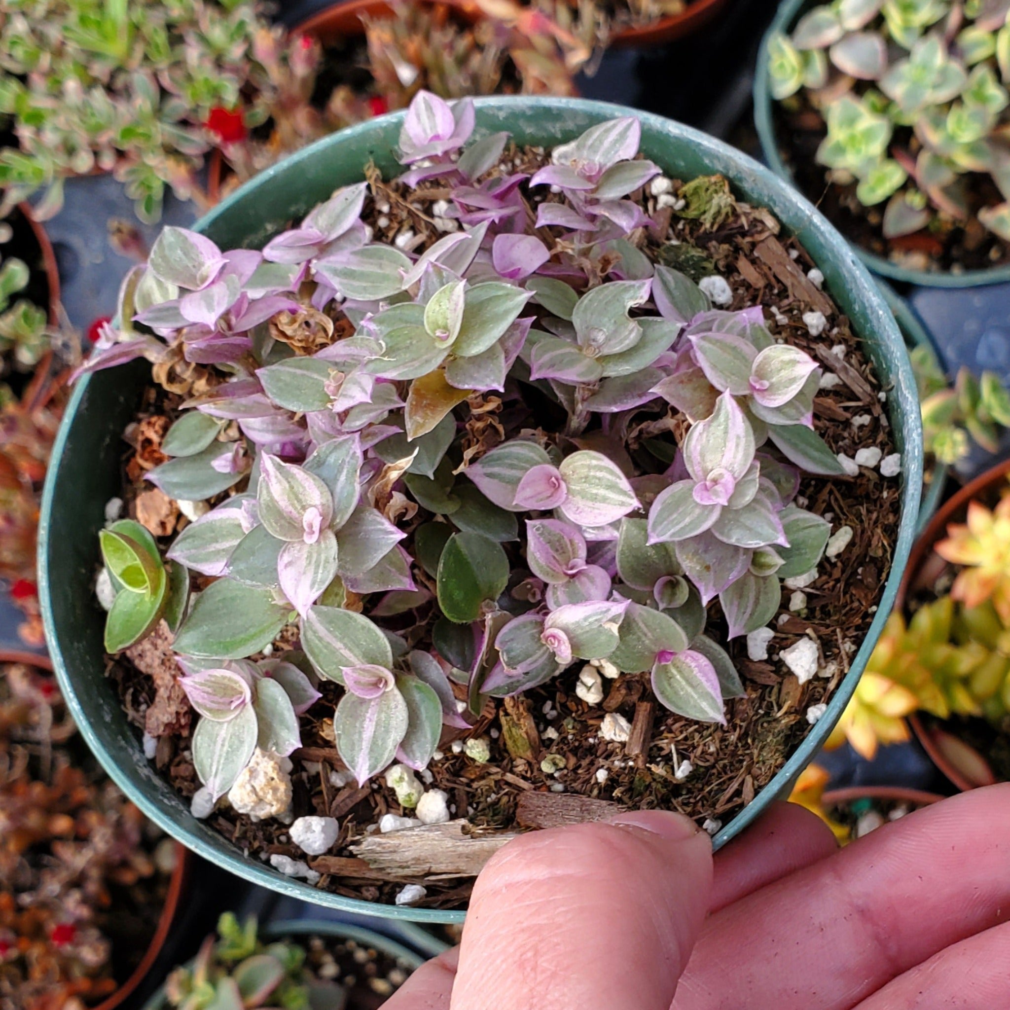 callisia repens succulent Callisia repens 'Pink Lady'