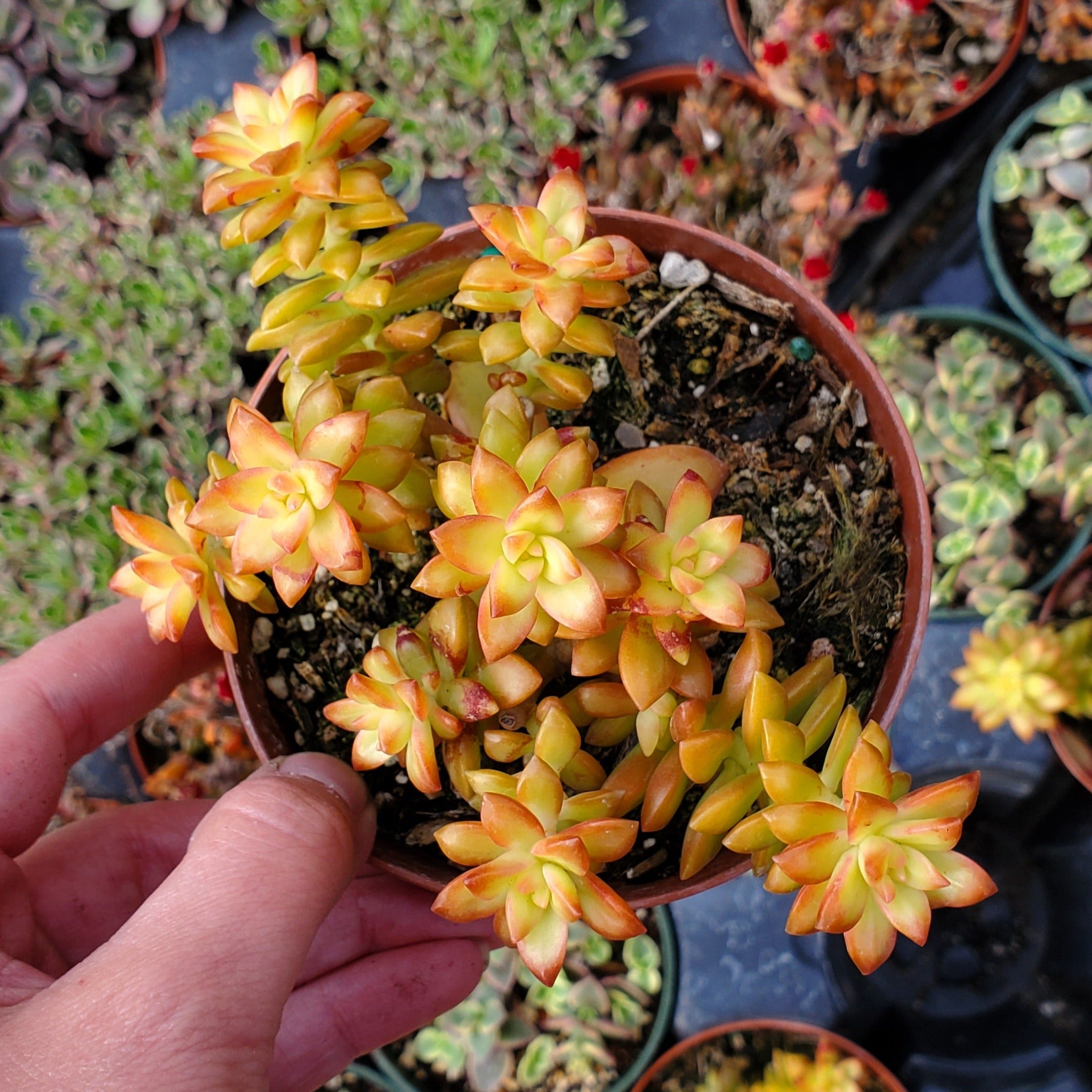 Sedum adolphii ‘Shooting Stars’ | Rooted in Paradise Succulent Studio ...