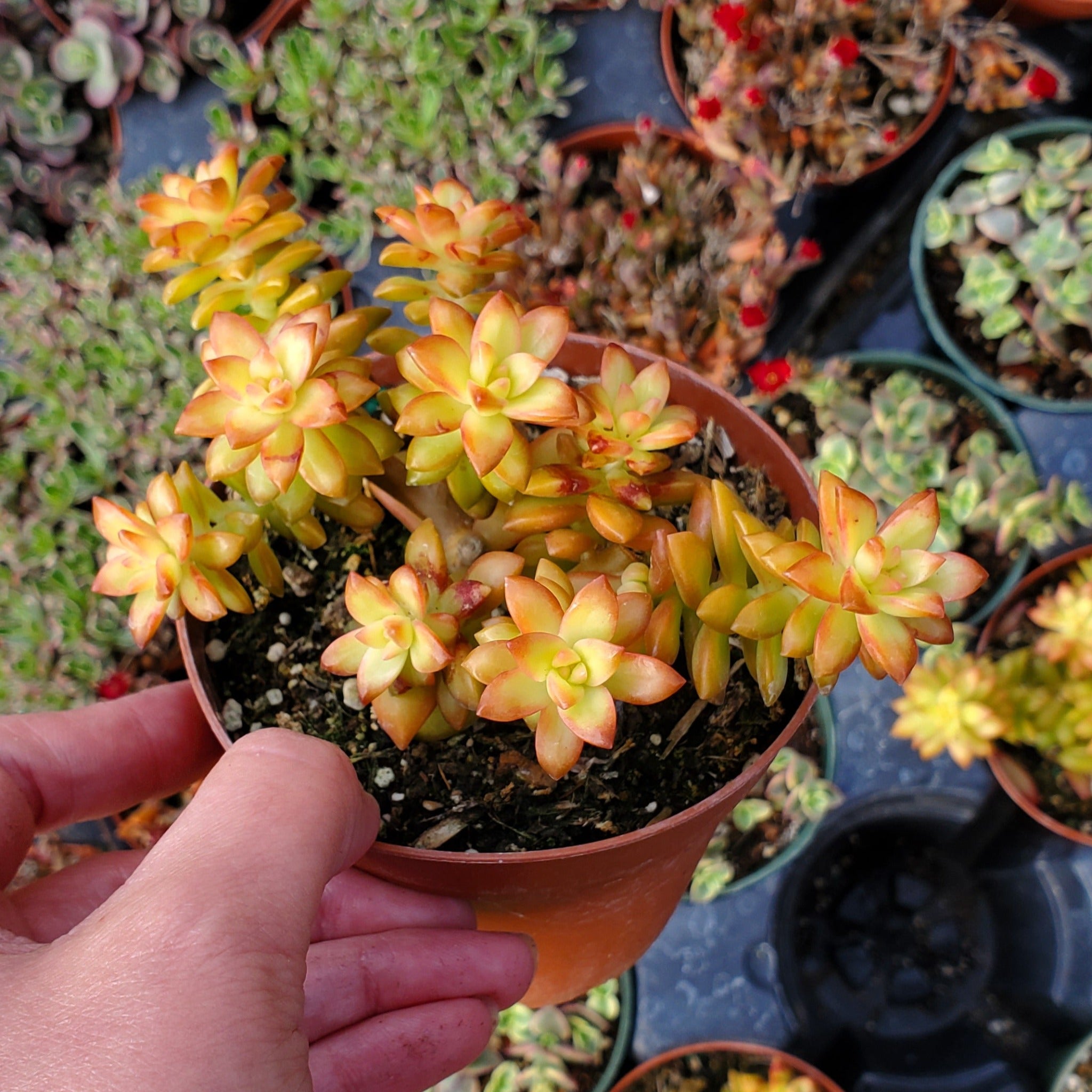 Sedum adolphii ‘Shooting Stars’ | Rooted in Paradise Succulent Studio ...