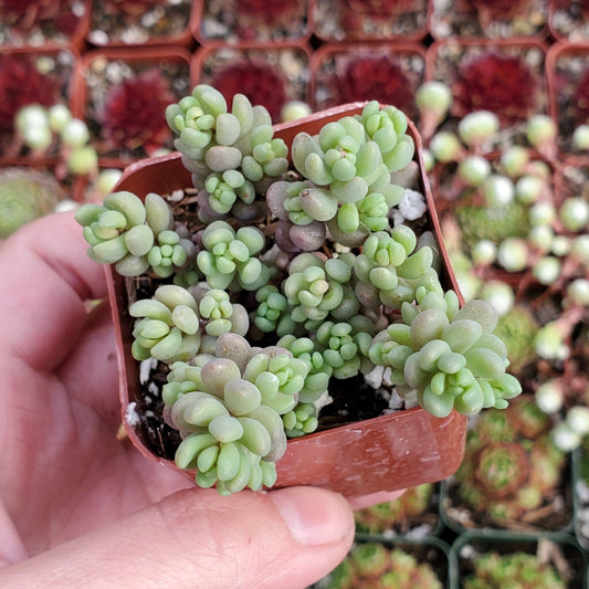 Sedum dasyphyllum 'Corsican Stonecrop'