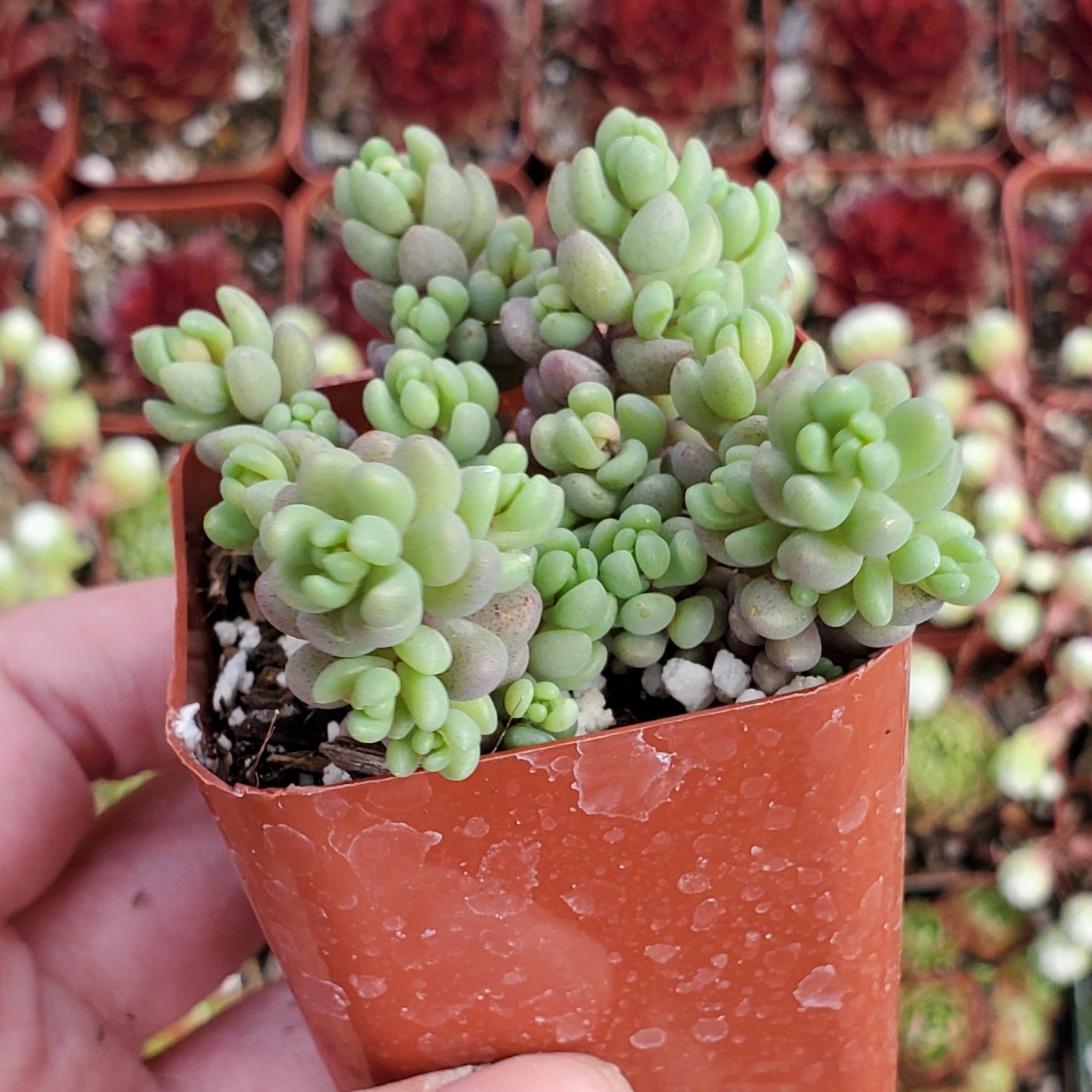 sedum minor succulent Sedum dasyphyllum 'Corsican Stonecrop'