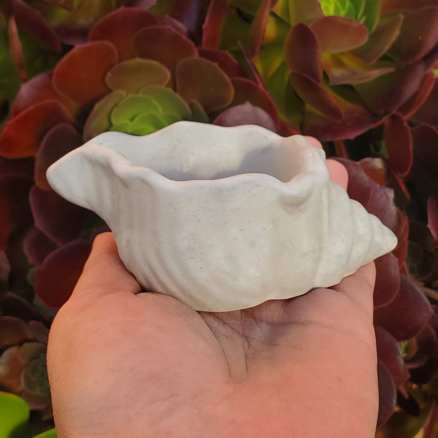 Seashell Cement Planter