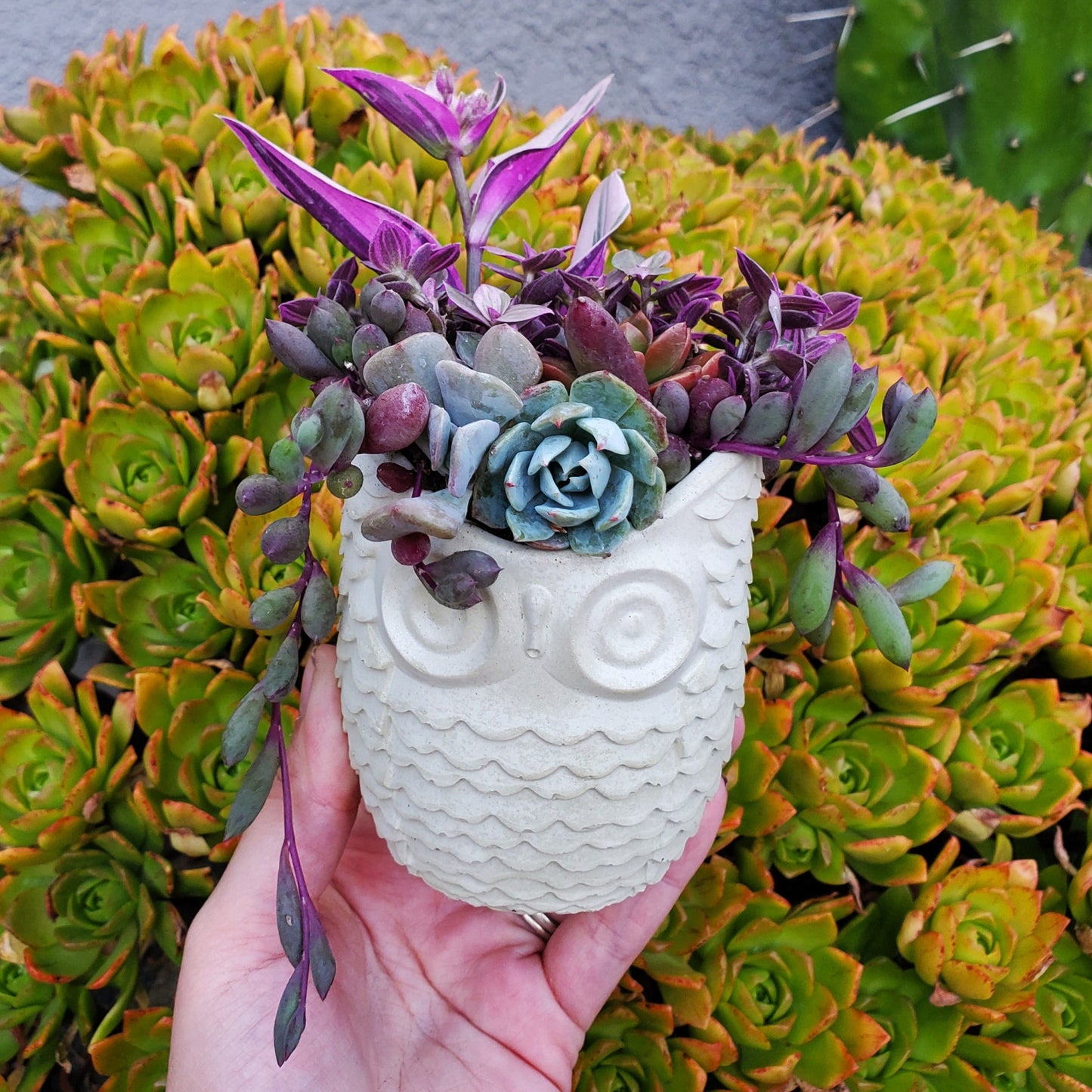 Succulent Owl Arrangement