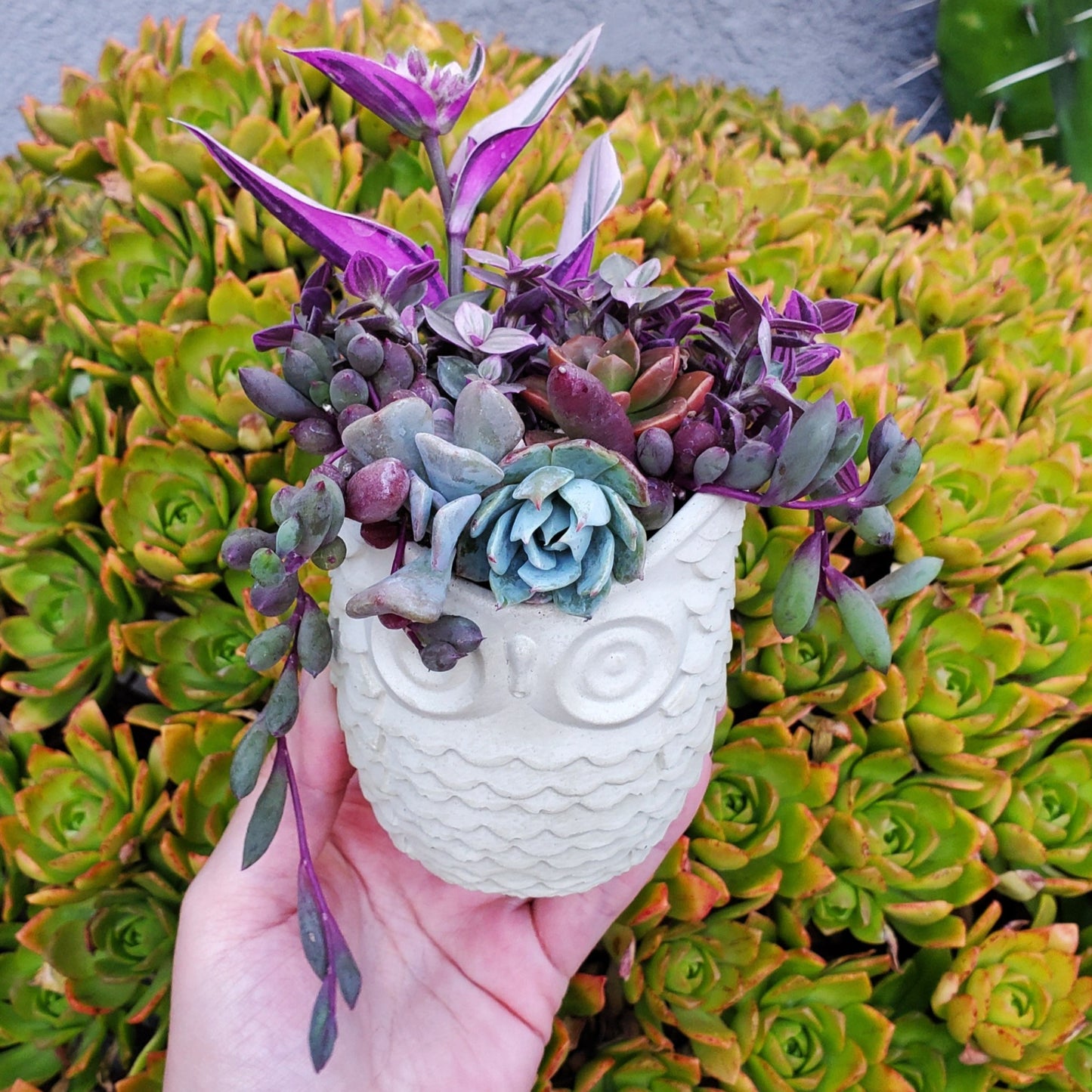 Succulent Owl Arrangement