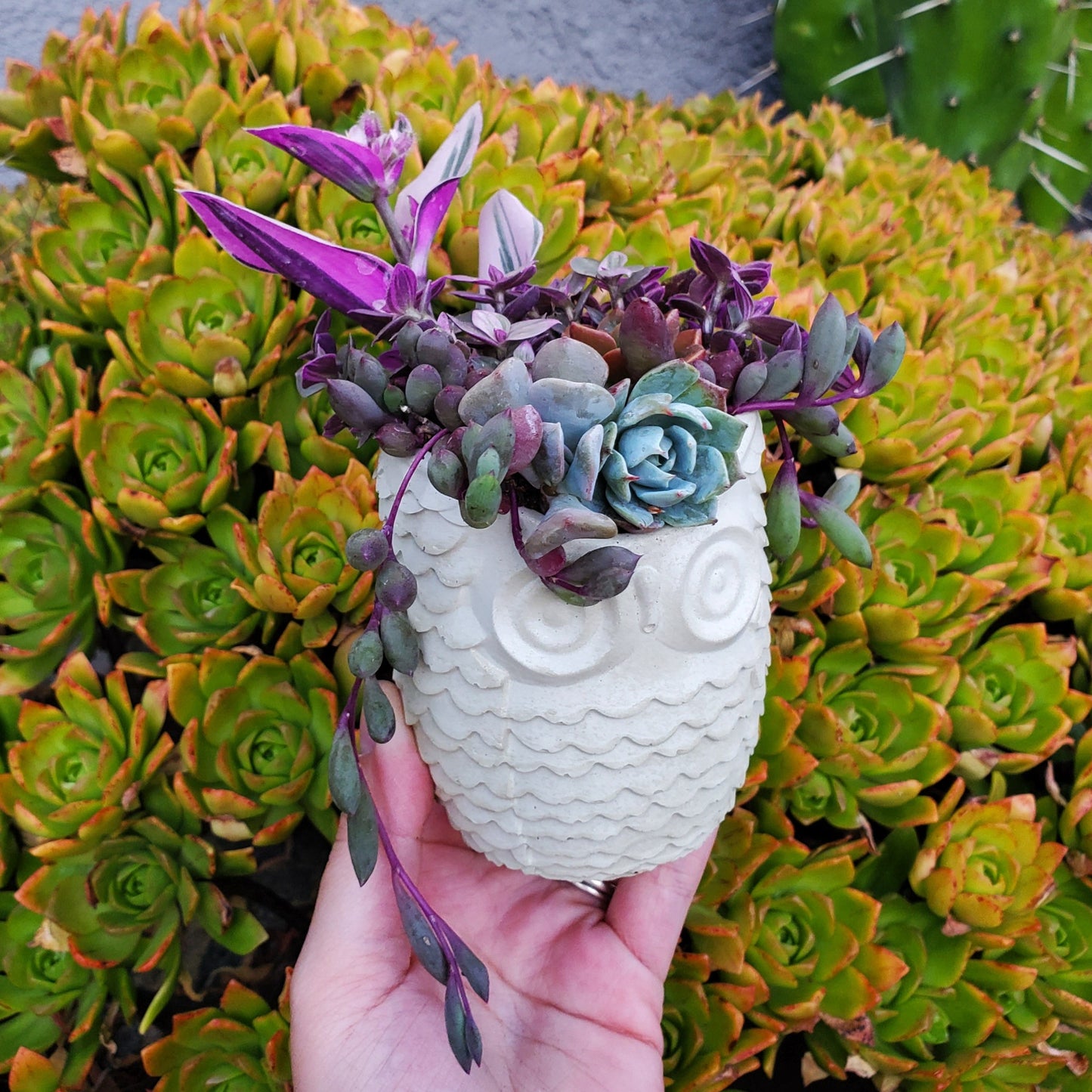 Succulent Owl Arrangement