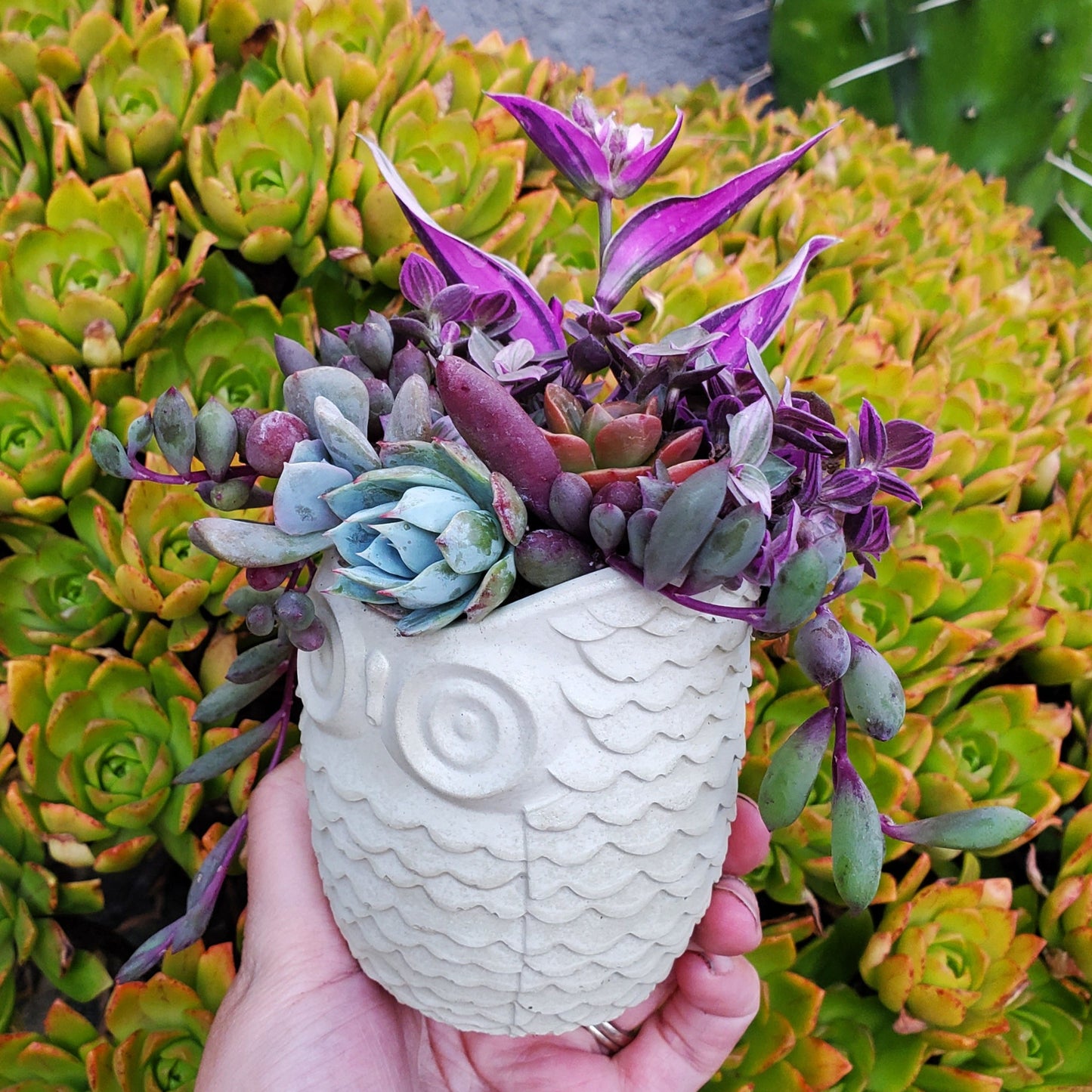 Succulent Owl Arrangement