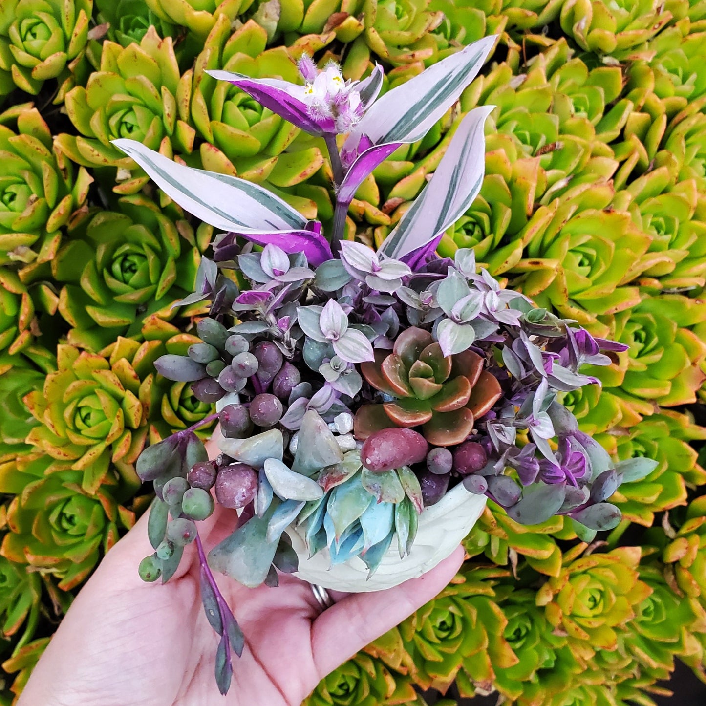 Succulent Owl Arrangement