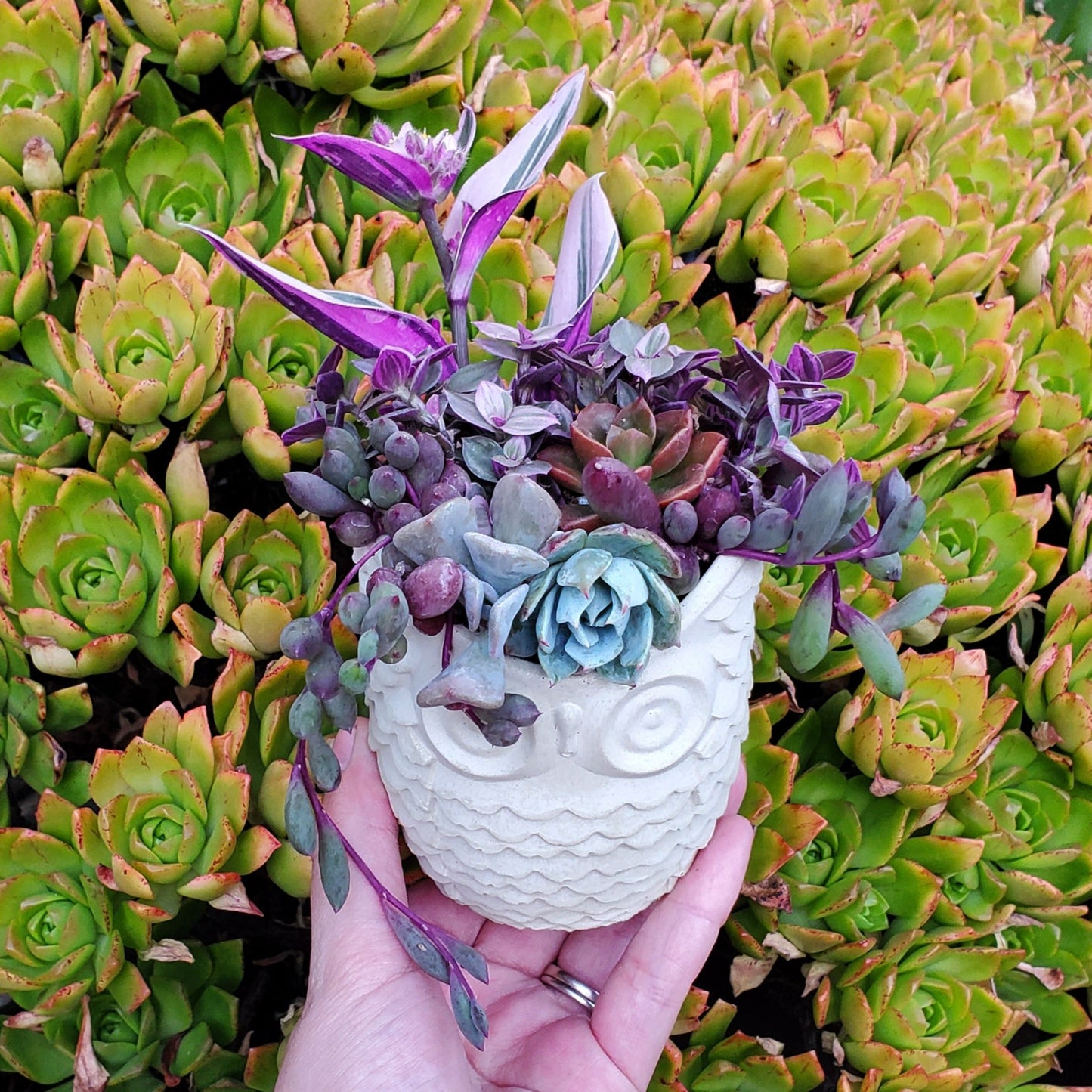 Succulent Owl Arrangement