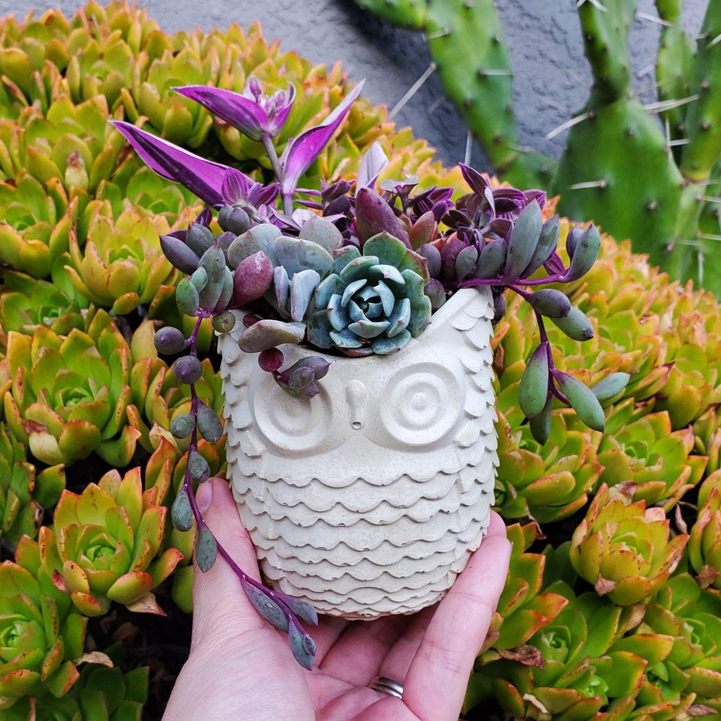 Succulent Owl Arrangement